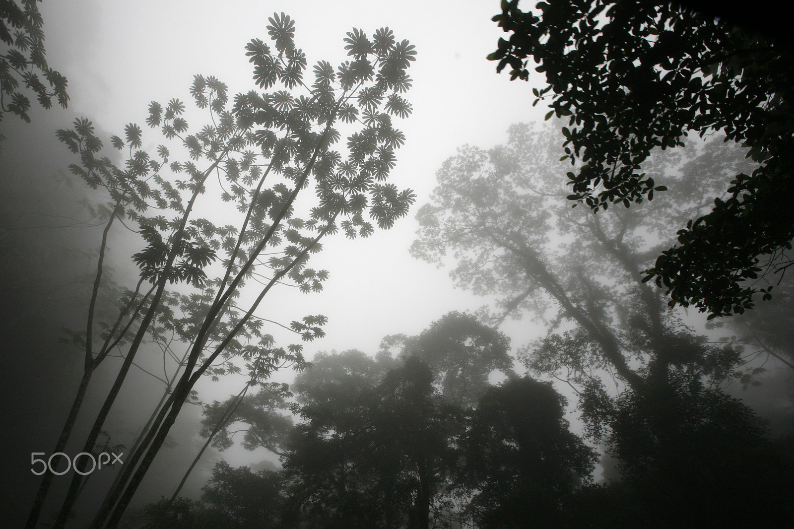 Canon EOS 5D + Canon EF 16-35mm F2.8L USM sample photo. South america venezuela choroni nature, forest photography