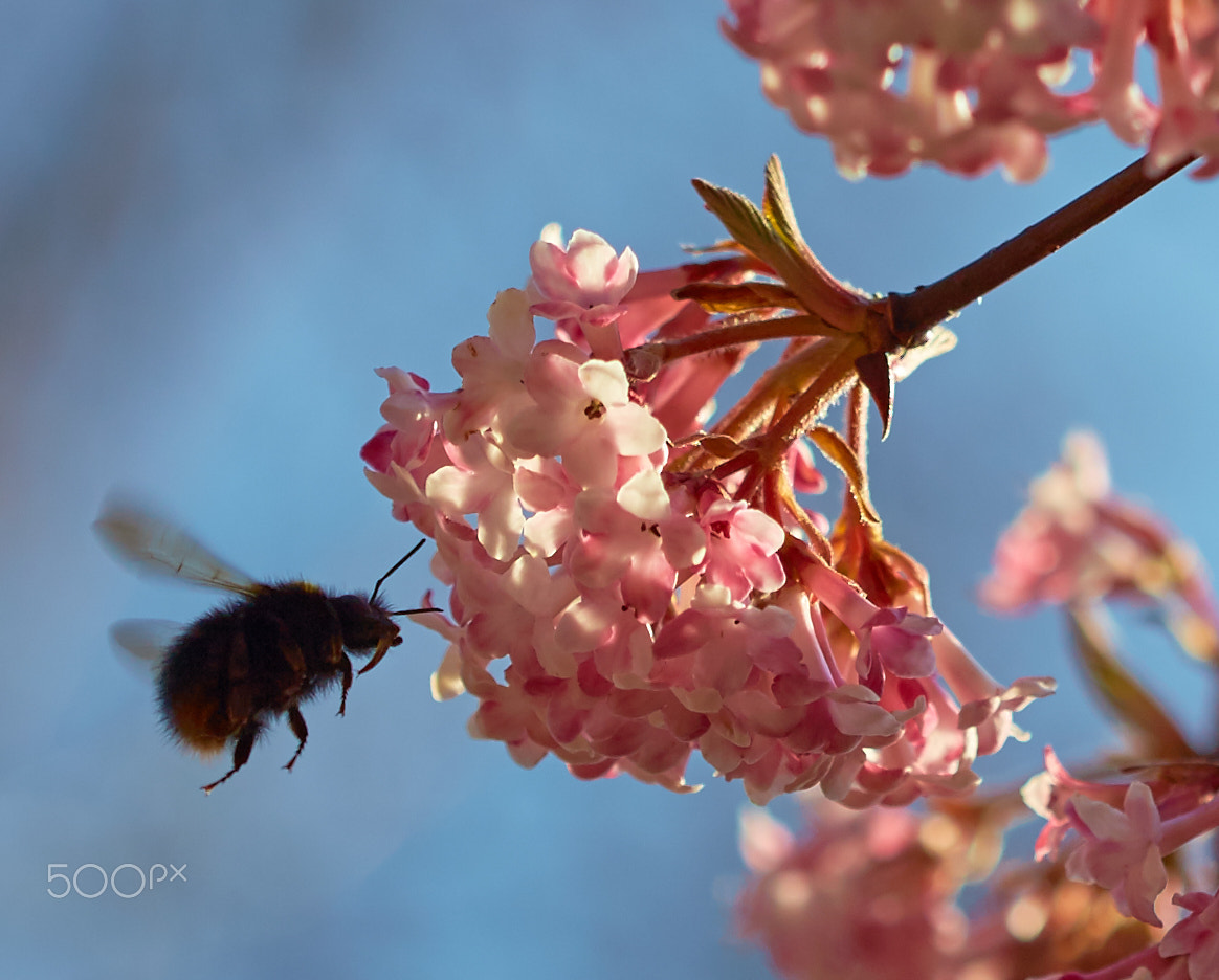 Canon EOS 6D + Canon EF 100mm F2.8 Macro USM sample photo. Spring flowers and humblebee photography