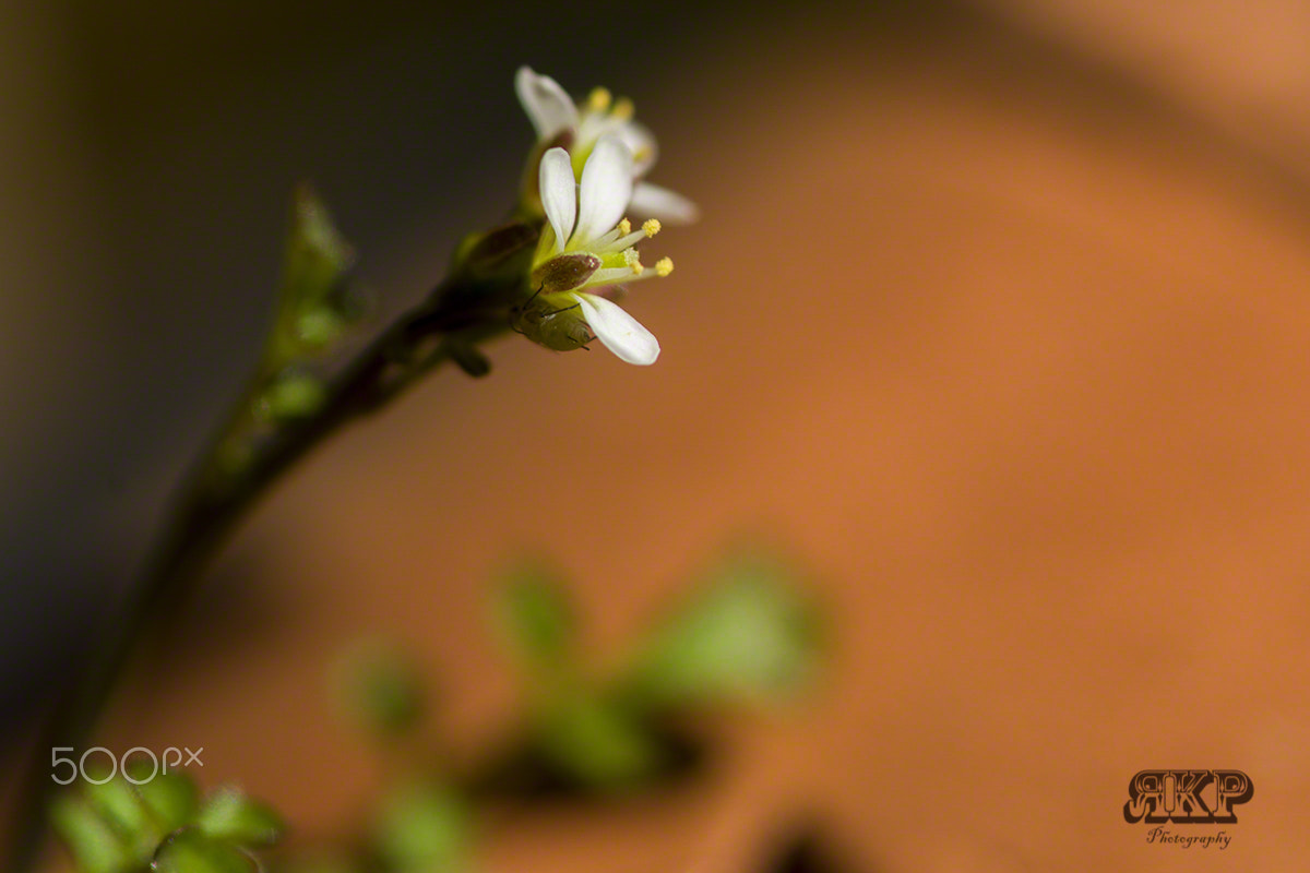 Sony a99 II + Minolta AF 100mm F2.8 Macro [New] sample photo. Kleine blüte photography