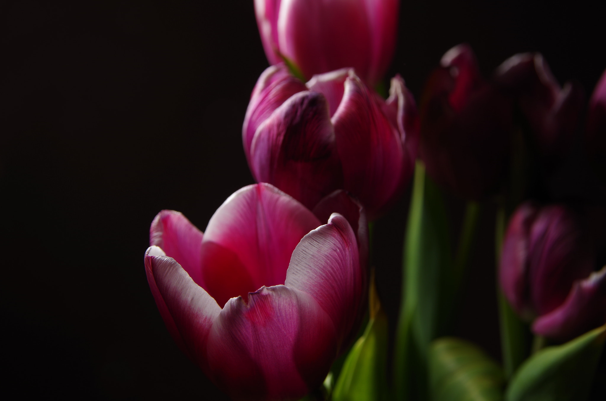 Pentax K-50 + Sigma 17-70mm F2.8-4 DC Macro OS HSM sample photo. Flowers photography