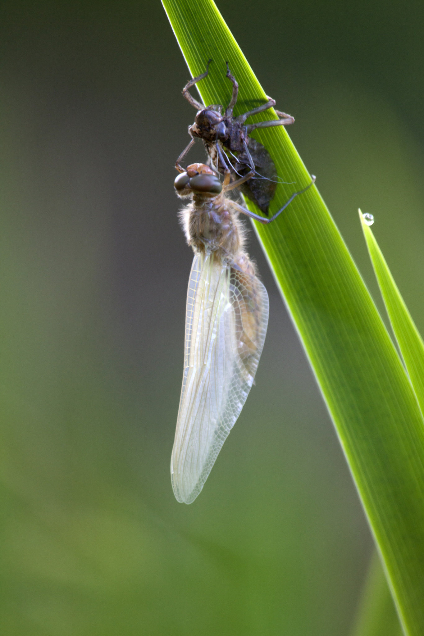 Canon EF 100-400mm F4.5-5.6L IS USM sample photo. Libellen photography