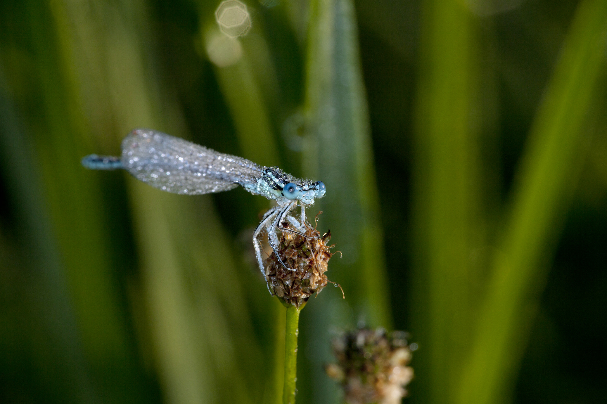 Canon EF 180mm F3.5L Macro USM sample photo. Libellen photography