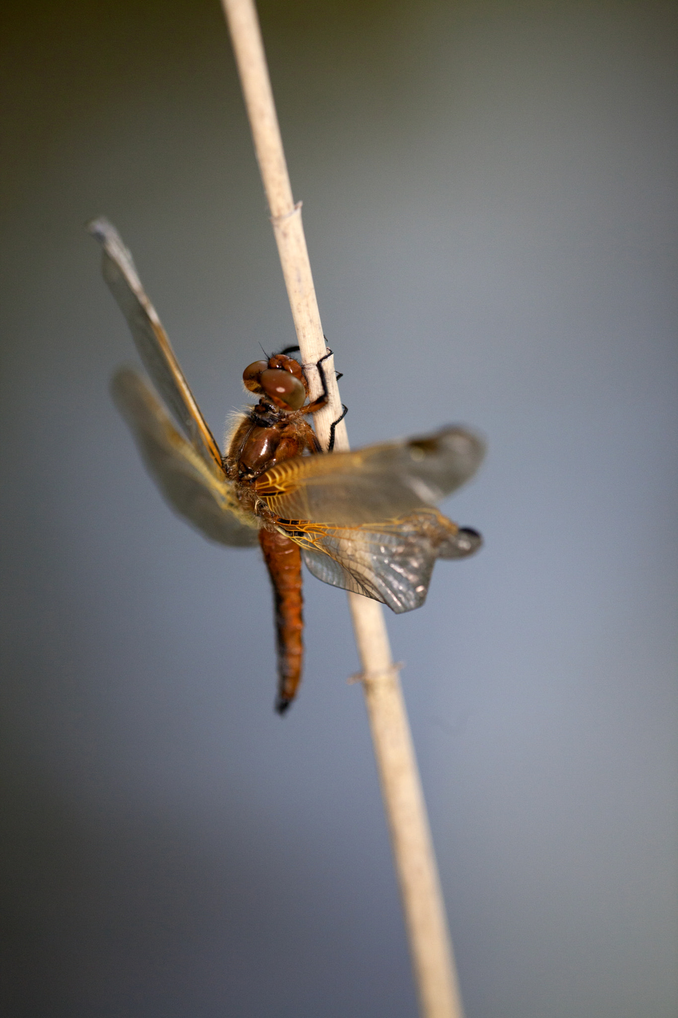 Canon EF 180mm F3.5L Macro USM sample photo. Libellen photography