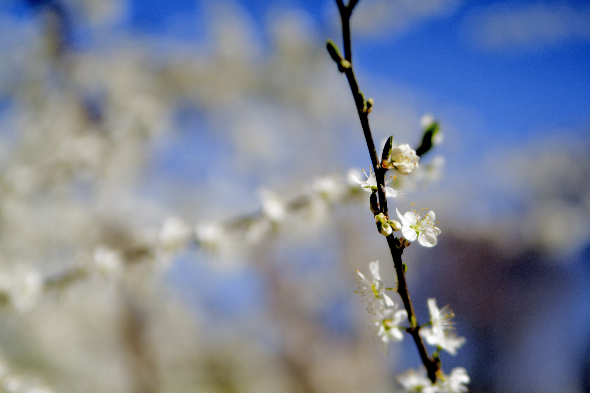 Canon EOS 1000D (EOS Digital Rebel XS / EOS Kiss F) sample photo. Blossom photography
