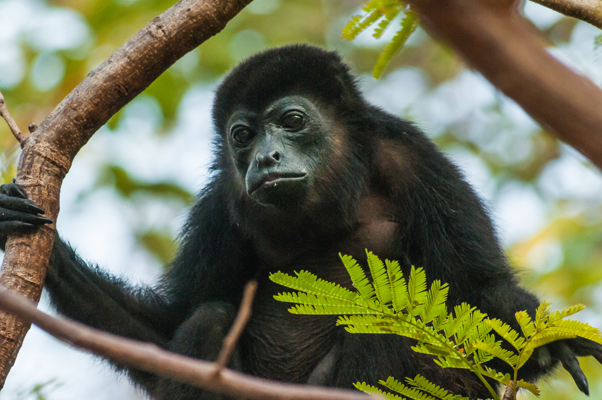 Sigma 70-300mm F4-5.6 APO DG Macro sample photo. Howler moneky photography