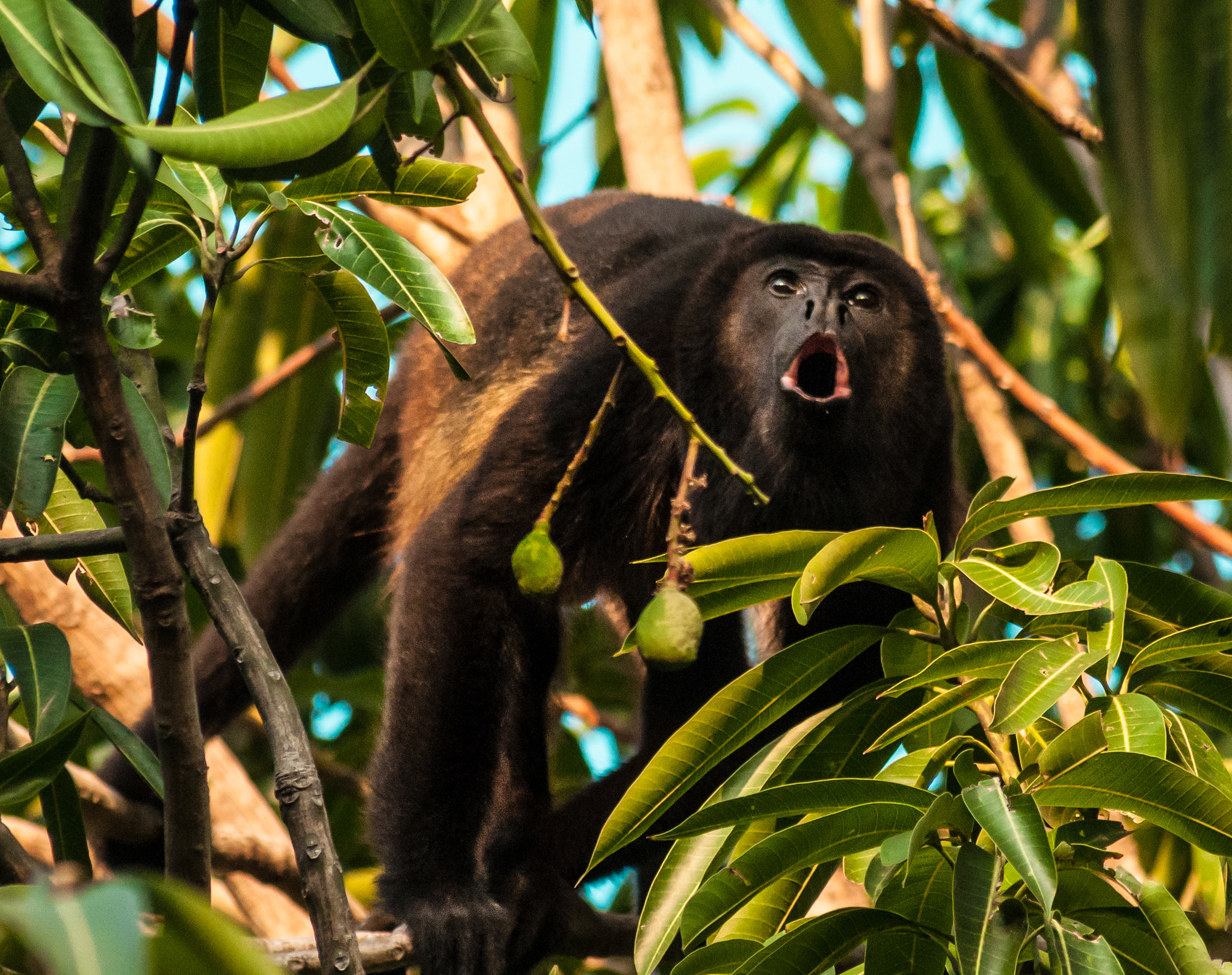 Sigma 70-300mm F4-5.6 APO DG Macro sample photo. Howler moneky photography