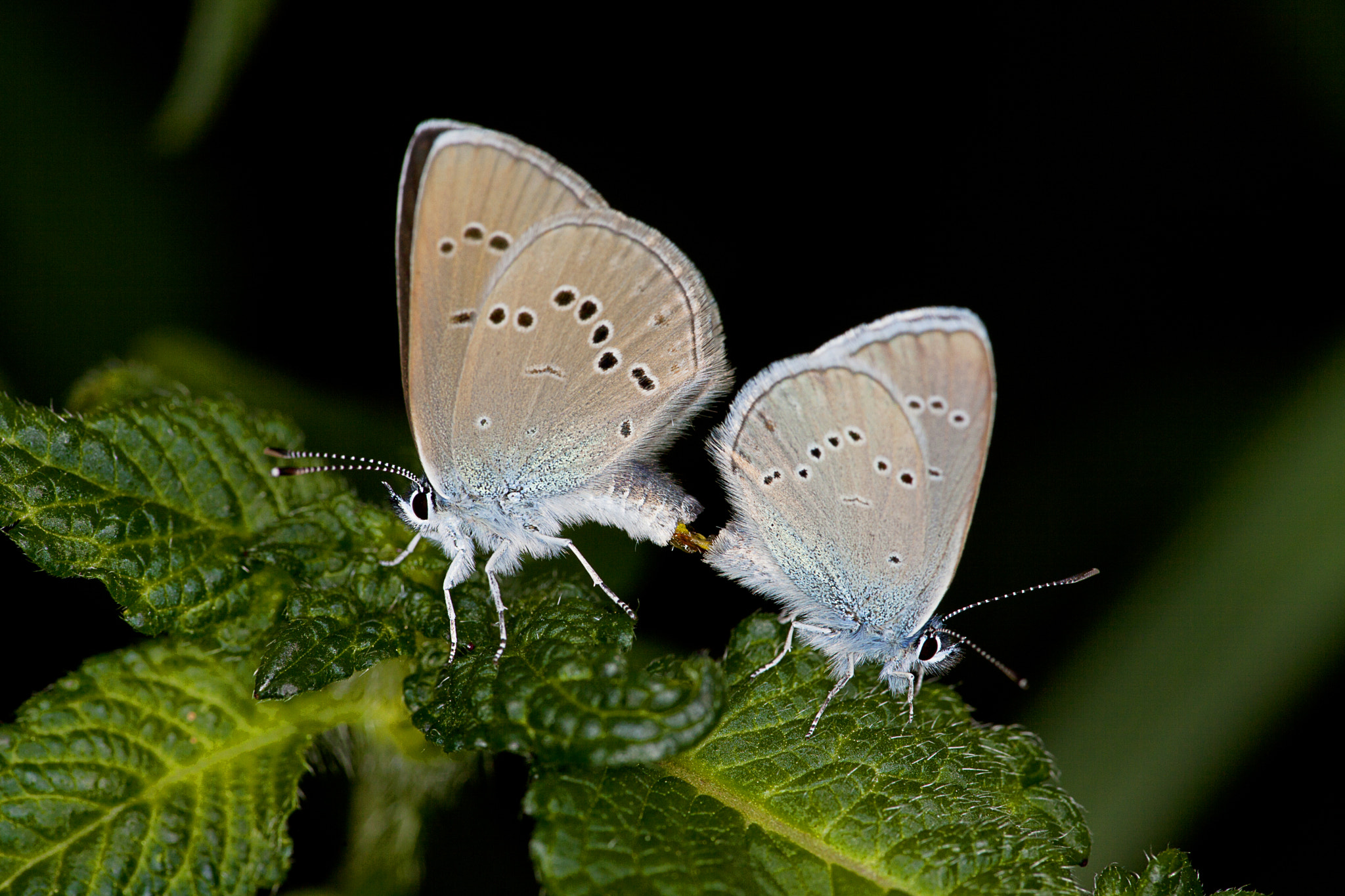 Canon EF 180mm F3.5L Macro USM sample photo. Himmelblauer blaeuling (lysandra bellargus rott.) photography