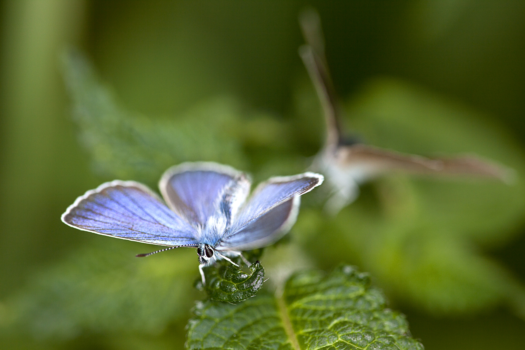 Canon EF 180mm F3.5L Macro USM sample photo. Himmelblauer blaeuling (lysandra bellargus rott.) photography