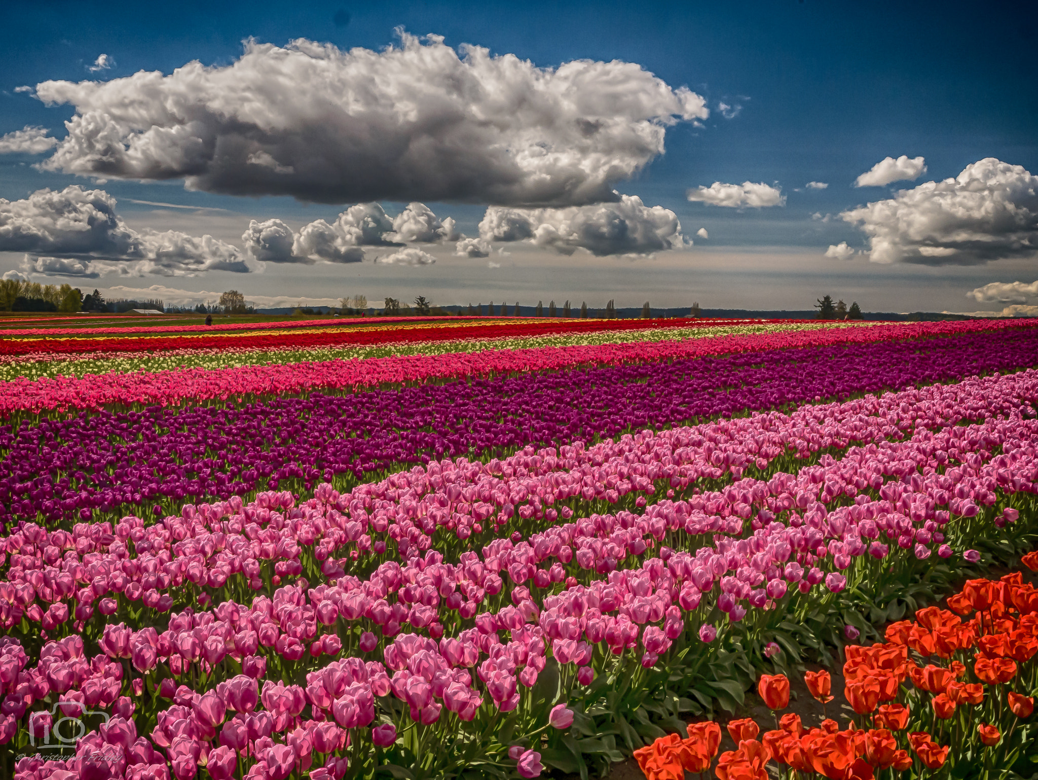 Panasonic Lumix DMC-GX7 + OLYMPUS M.12-50mm F3.5-6.3 sample photo. Partly cloudy tulips hdr photography