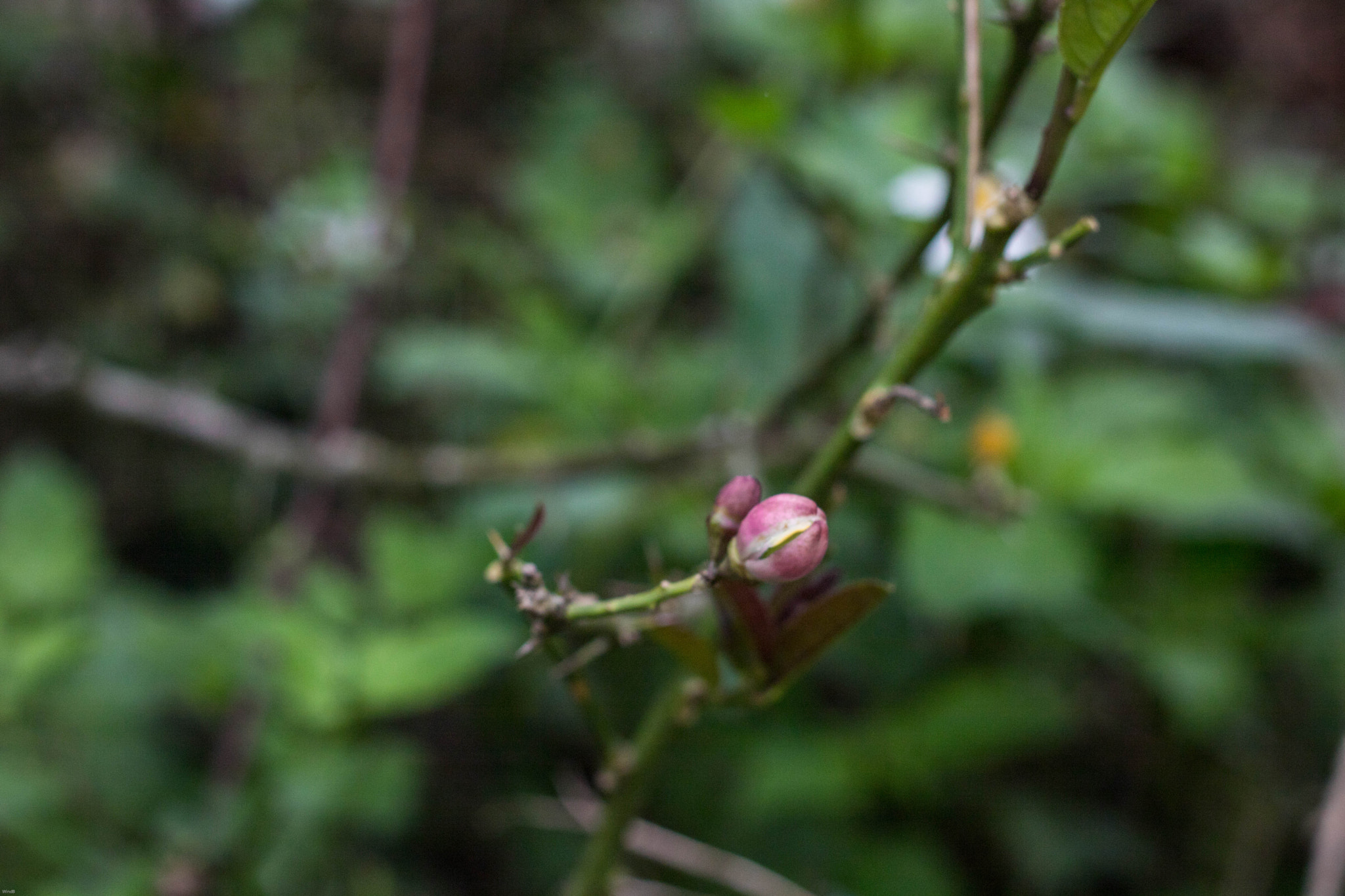 Canon EOS 760D (EOS Rebel T6s / EOS 8000D) + Canon EF 50mm F1.8 II sample photo. Flower buds photography