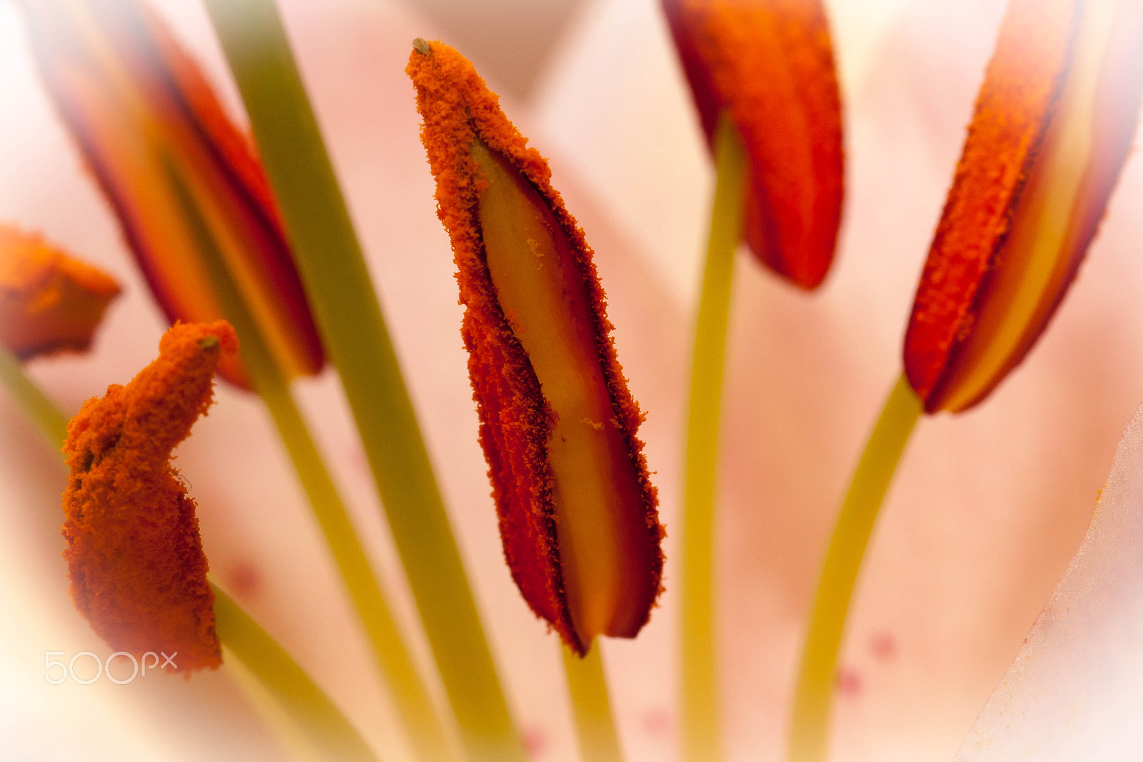 Sigma 105mm F2.8 EX DG OS HSM sample photo. Flower stamen photography