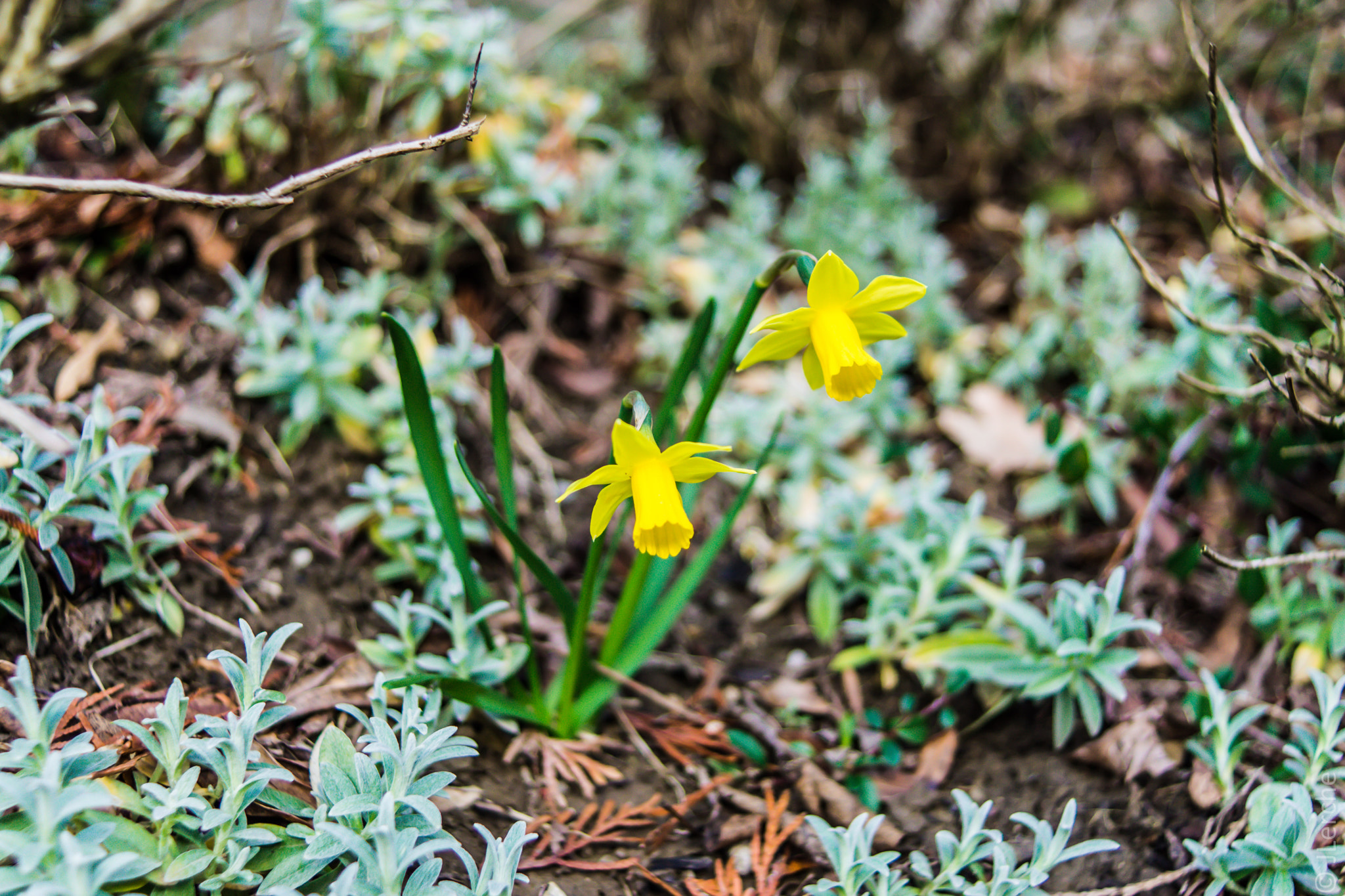 Sony SLT-A65 (SLT-A65V) + Sony 28mm F2.8 sample photo. Narcissus photography