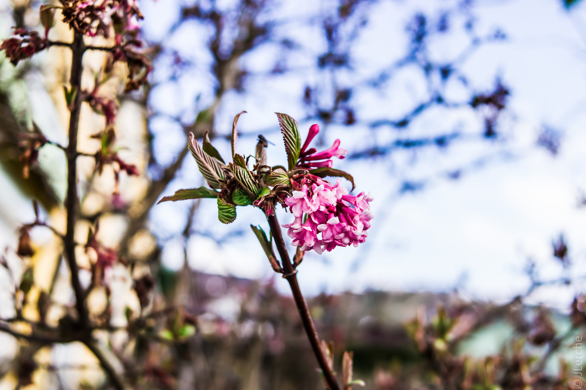 Sony SLT-A65 (SLT-A65V) + Sony 28mm F2.8 sample photo. Pink blossom photography