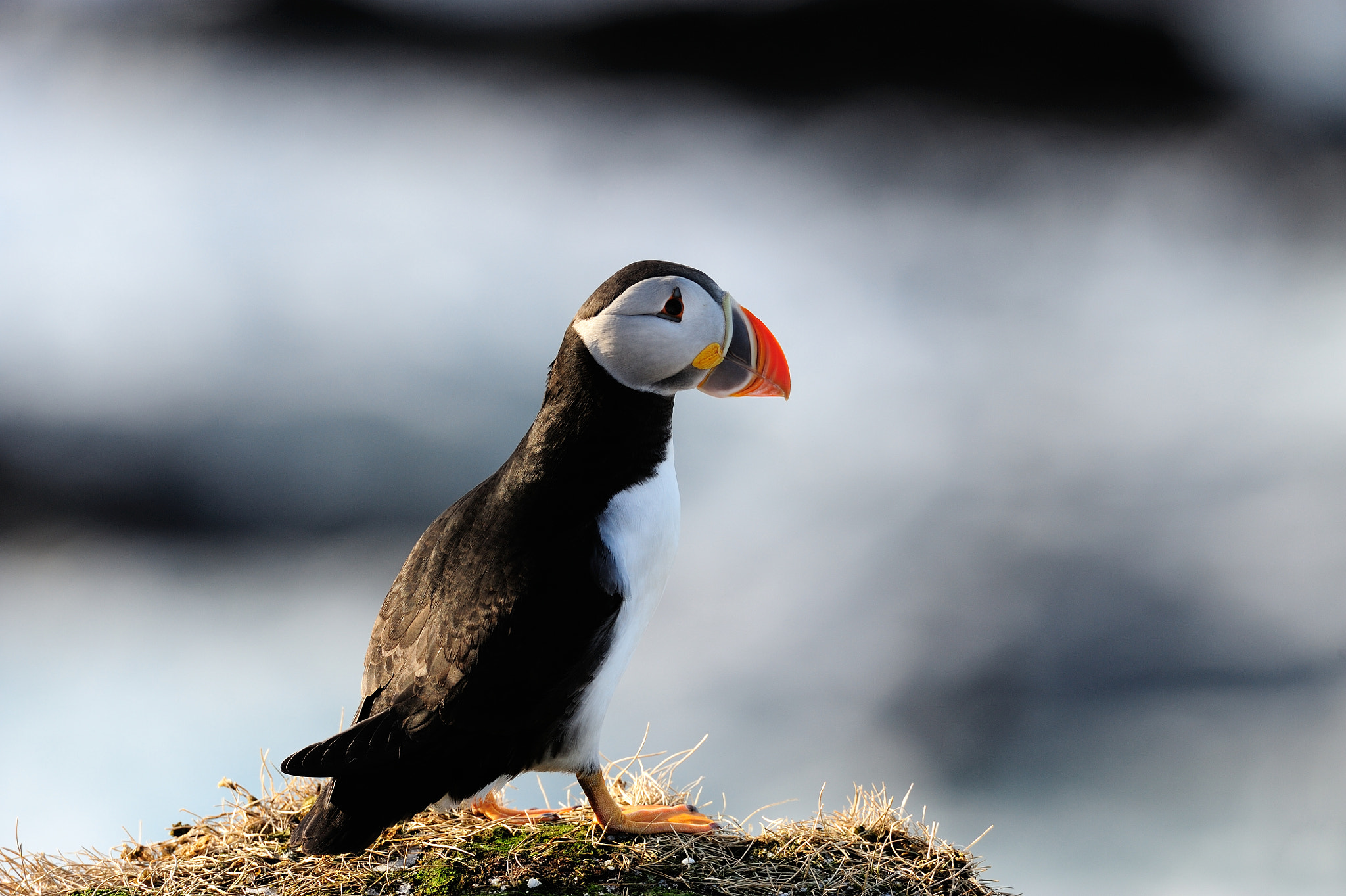 Nikon AF-S Nikkor 500mm F4D ED-IF II sample photo. Atlantic puffin photography