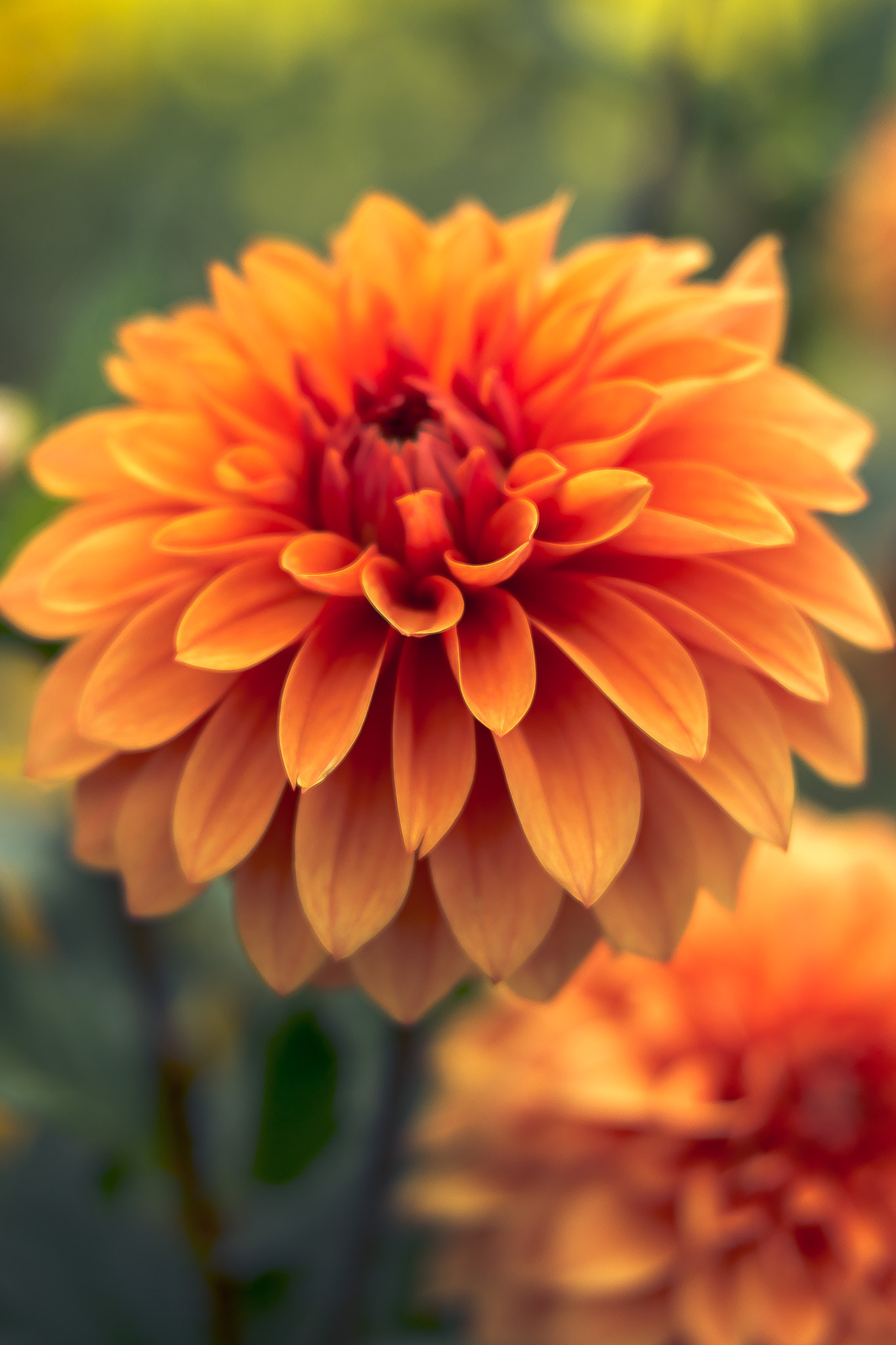 Samsung NX300 + Samsung NX 45mm F1.8 sample photo. Dahlia photography