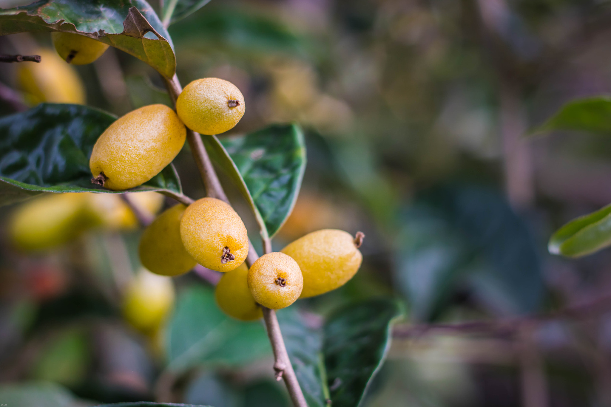 Canon EOS 760D (EOS Rebel T6s / EOS 8000D) + Canon EF 50mm F1.8 II sample photo. Elaeagnus latifolia photography