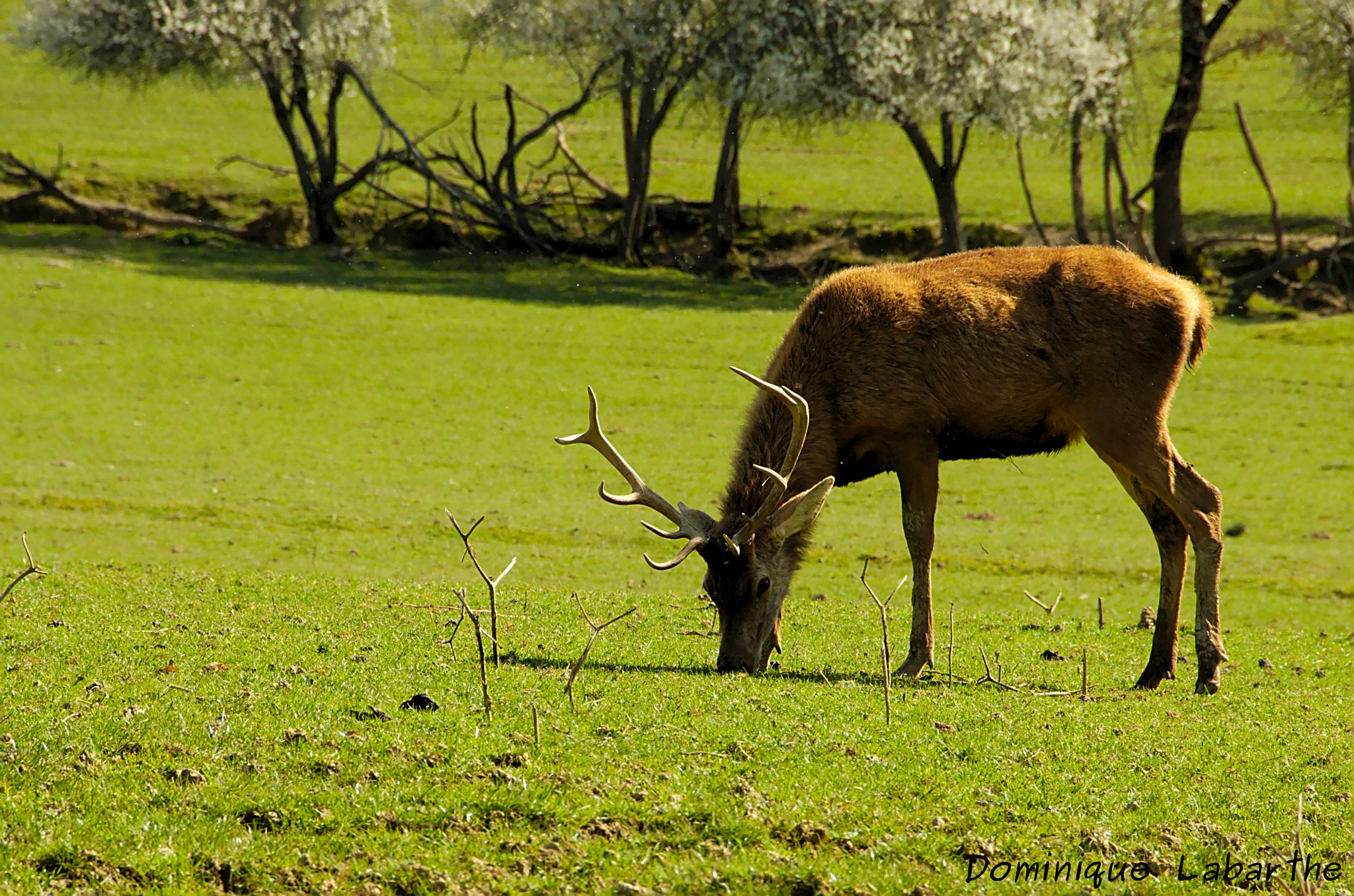 Pentax K-5 + Sigma 18-200mm F3.5-6.3 II DC OS HSM sample photo. Monsieur le cerf photography