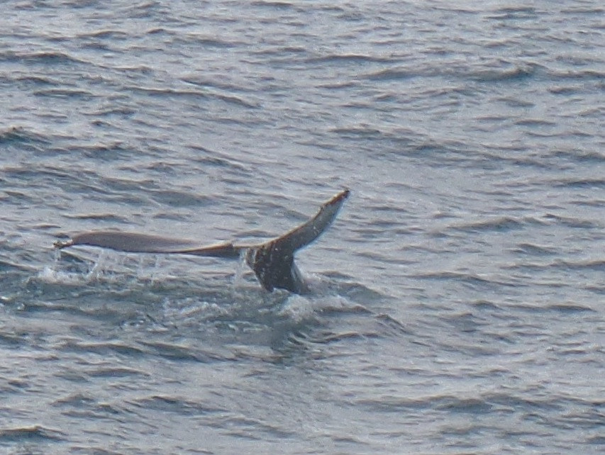 Samsung WB800F sample photo. Humpback whale near reykjavik photography