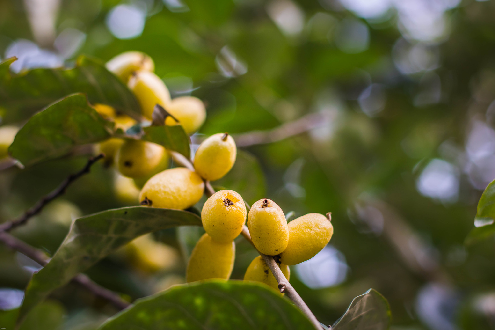 Canon EOS 760D (EOS Rebel T6s / EOS 8000D) + Canon EF 50mm F1.8 II sample photo. Elaeagnus latifolia photography