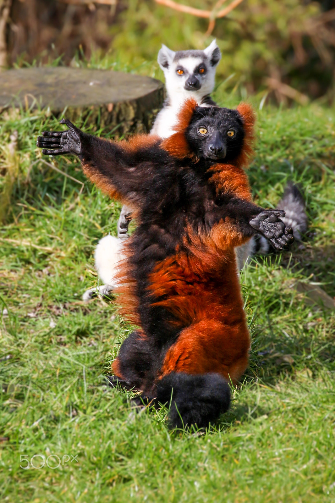 Canon EF 70-300mm F4-5.6L IS USM sample photo. Come get me a hug! photography