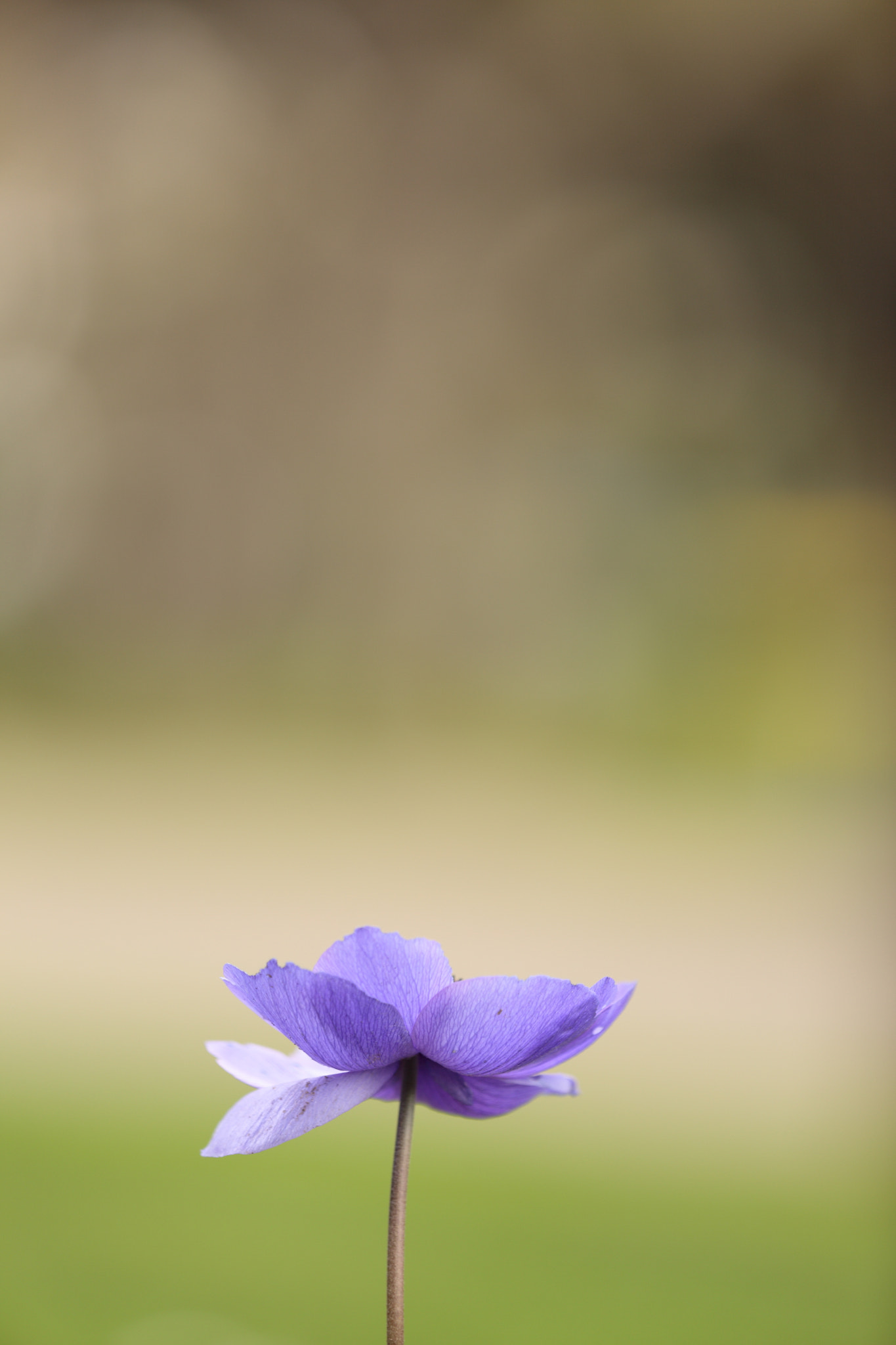 Canon EF 180mm F3.5L Macro USM sample photo. Tms #4 photography