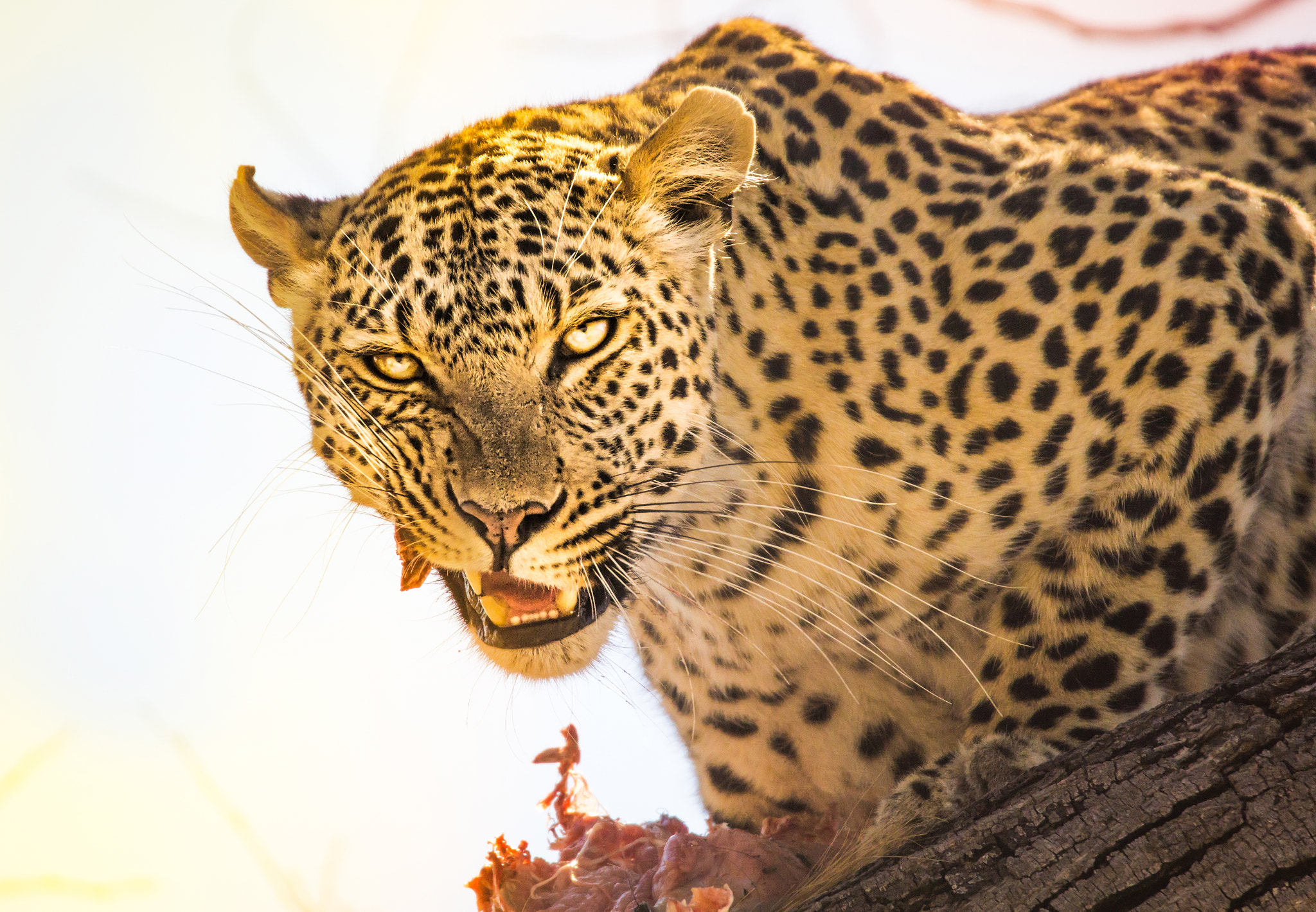 Sony a6000 + Tamron SP 150-600mm F5-6.3 Di VC USD sample photo. Botswana amaze (of ) edit photography