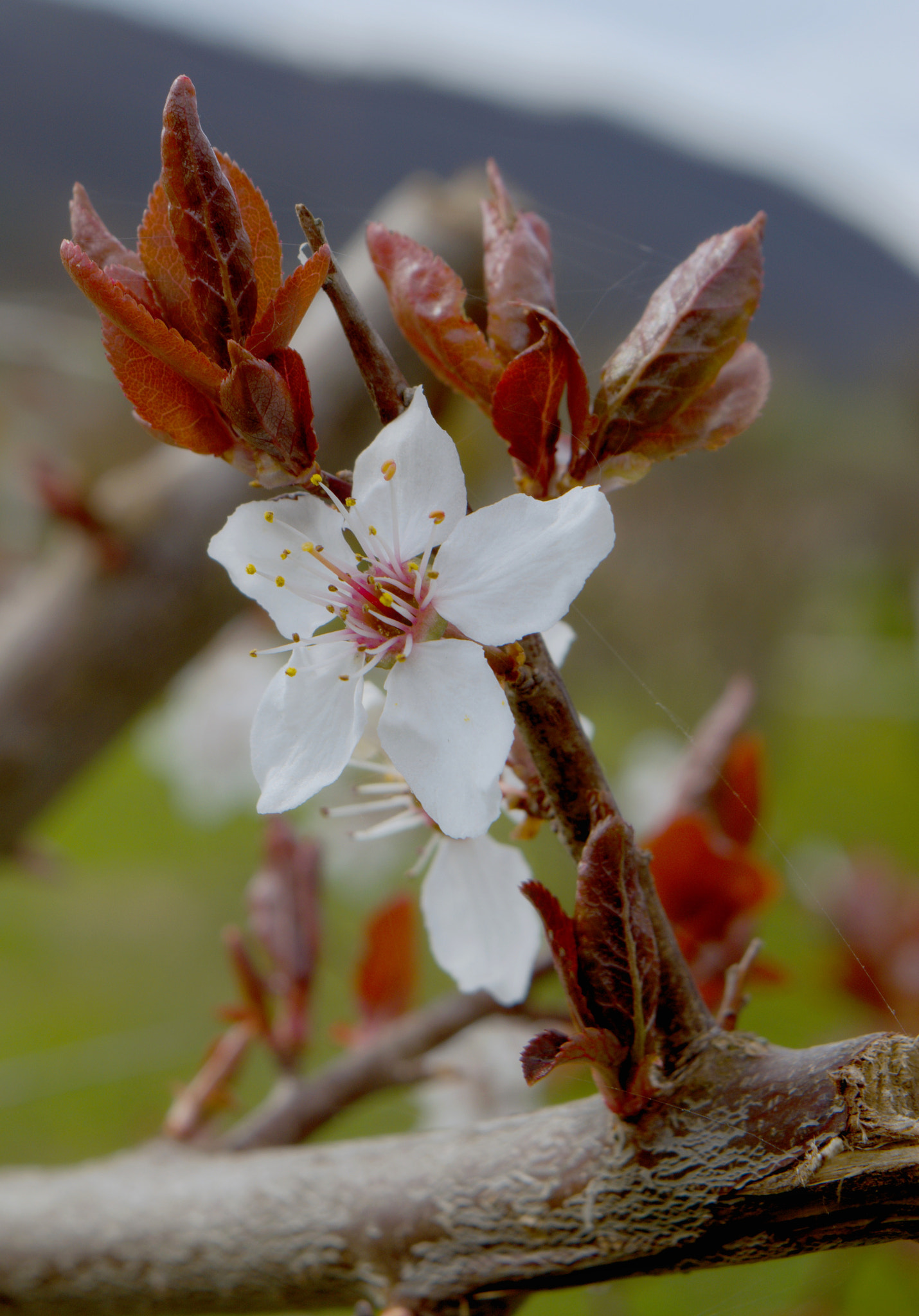 18.00 - 55.00 mm f/3.5 - 5.6 sample photo. New life photography