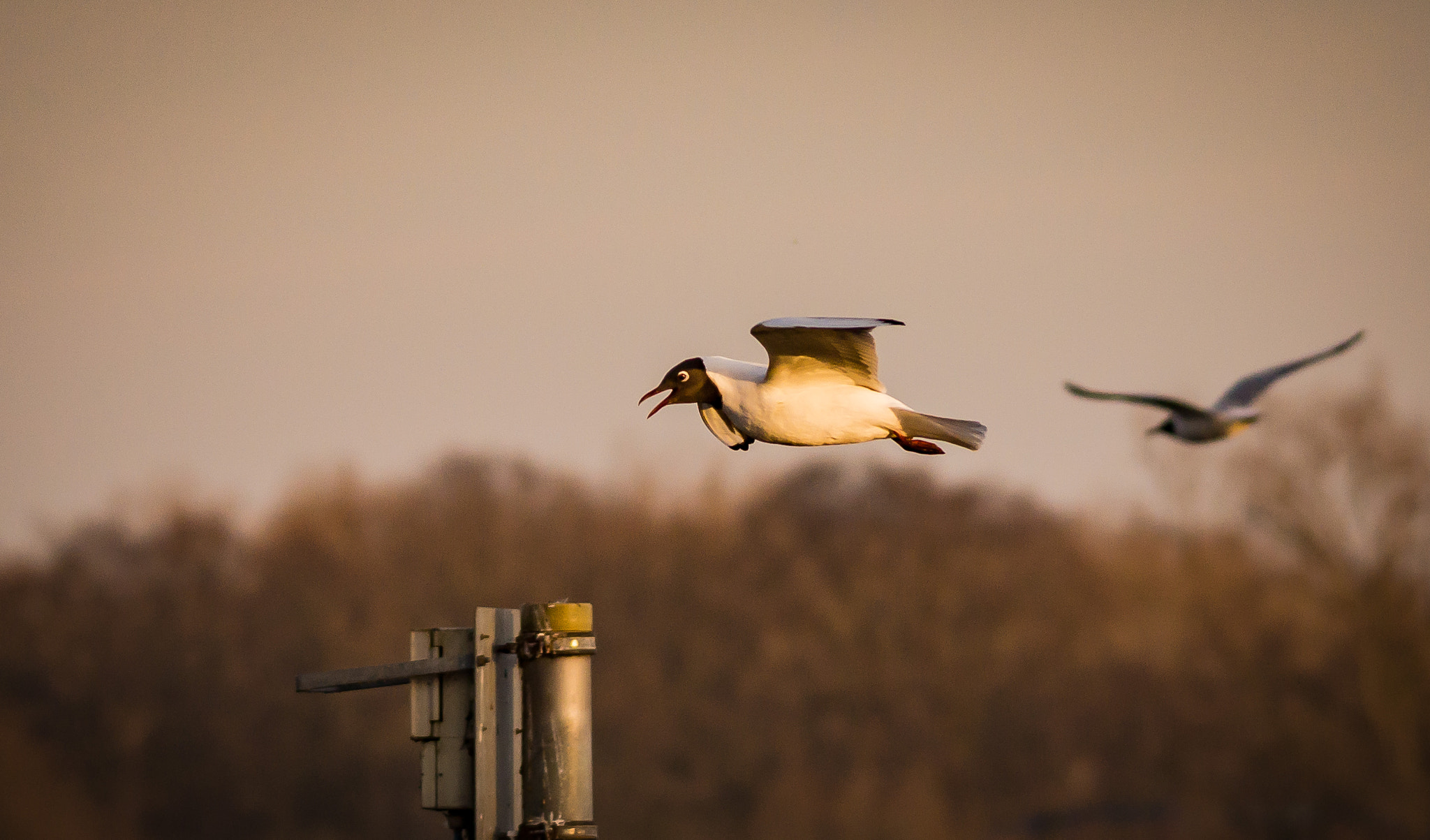 Sigma 150-500mm F5-6.3 DG OS HSM sample photo. Möwen photography