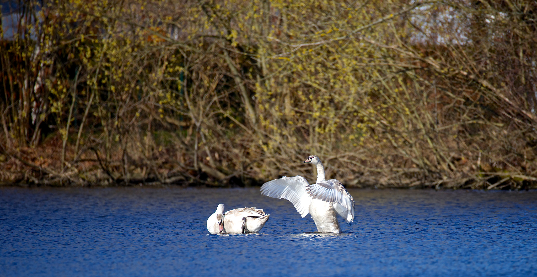Sigma 150mm f/2.8 EX DG OS HSM APO Macro sample photo. Schwan photography