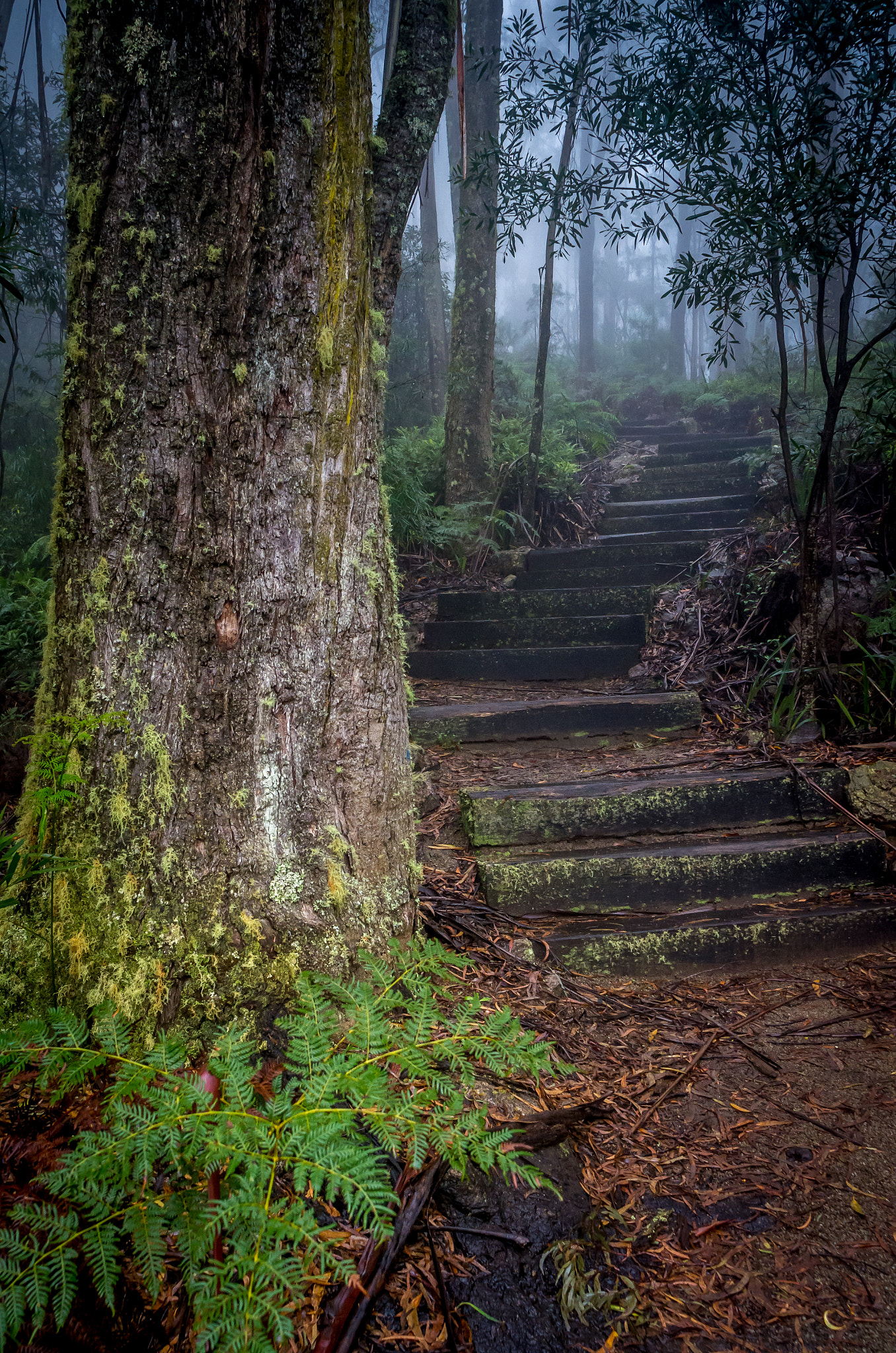 smc PENTAX-FA 20mm F2.8 sample photo. Pipers lookout photography