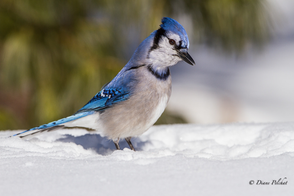 Canon EOS 7D + Canon EF 300mm F2.8L IS II USM sample photo. Blue jay photography