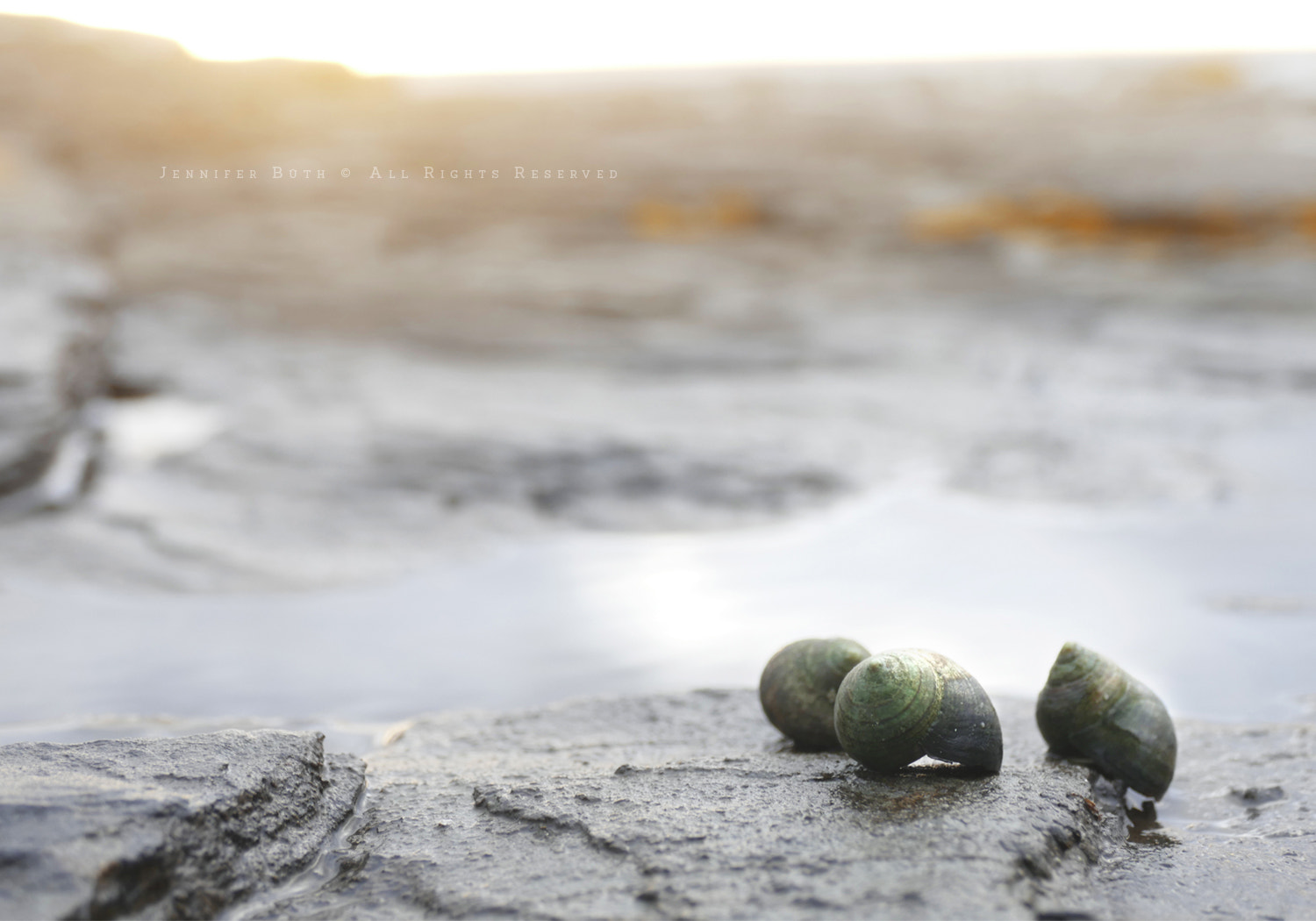 Olympus Zuiko Digital ED 40-150mm F4.0-5.6 sample photo. Sea shells photography