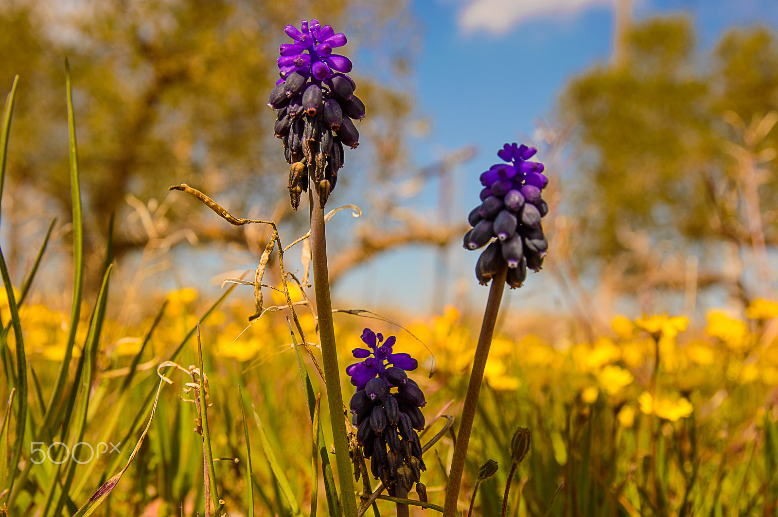 Nikon D3200 + Sigma 17-70mm F2.8-4 DC Macro OS HSM | C sample photo. Purple in yellow photography