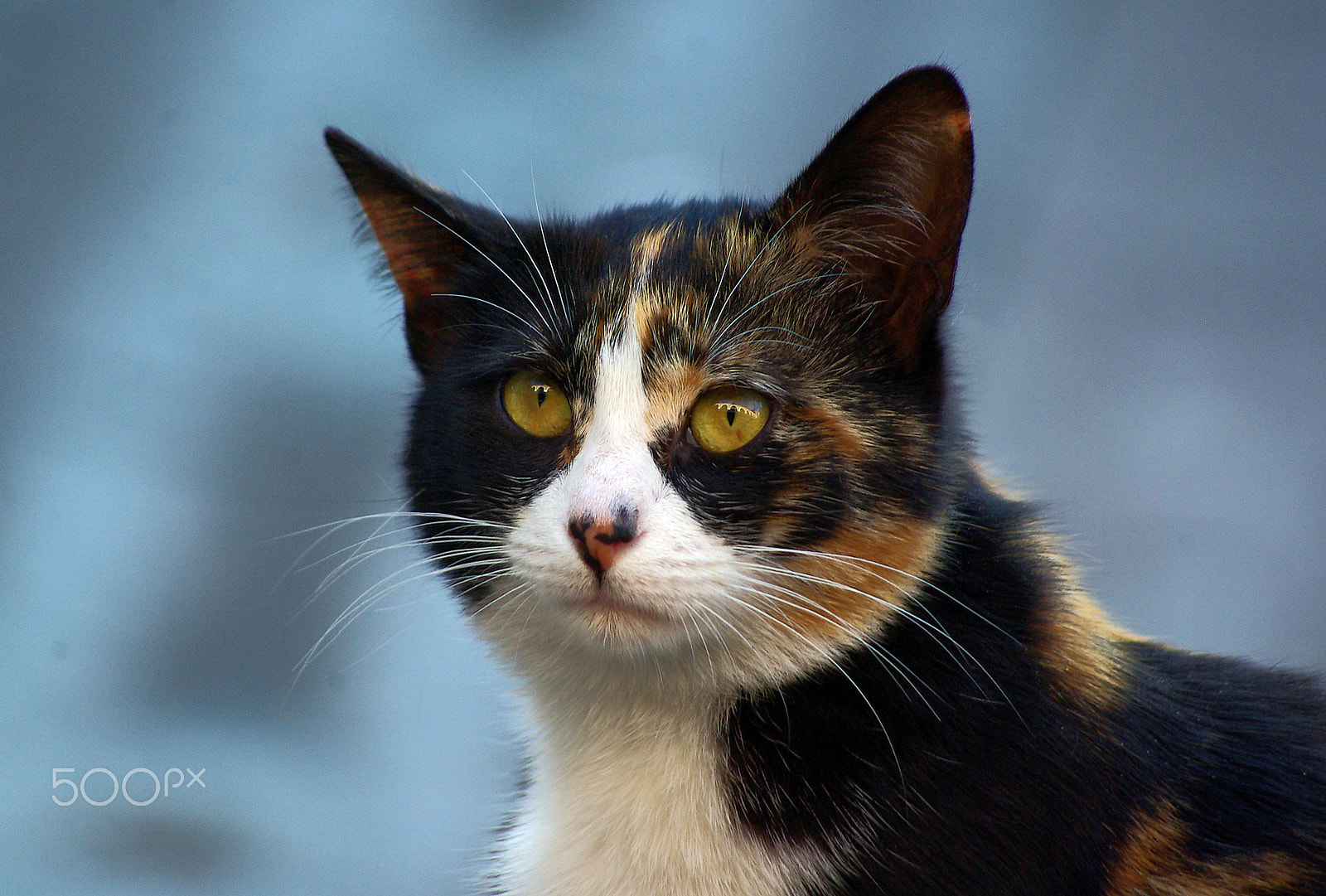 smc PENTAX-DA L 55-300mm F4-5.8 ED sample photo. Actor cat :) photography