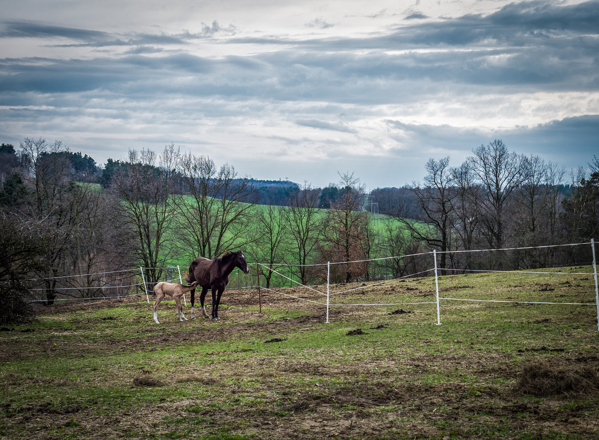 Nikon D7200 + Nikon AF Nikkor 24mm F2.8D sample photo. The horse and the foal photography