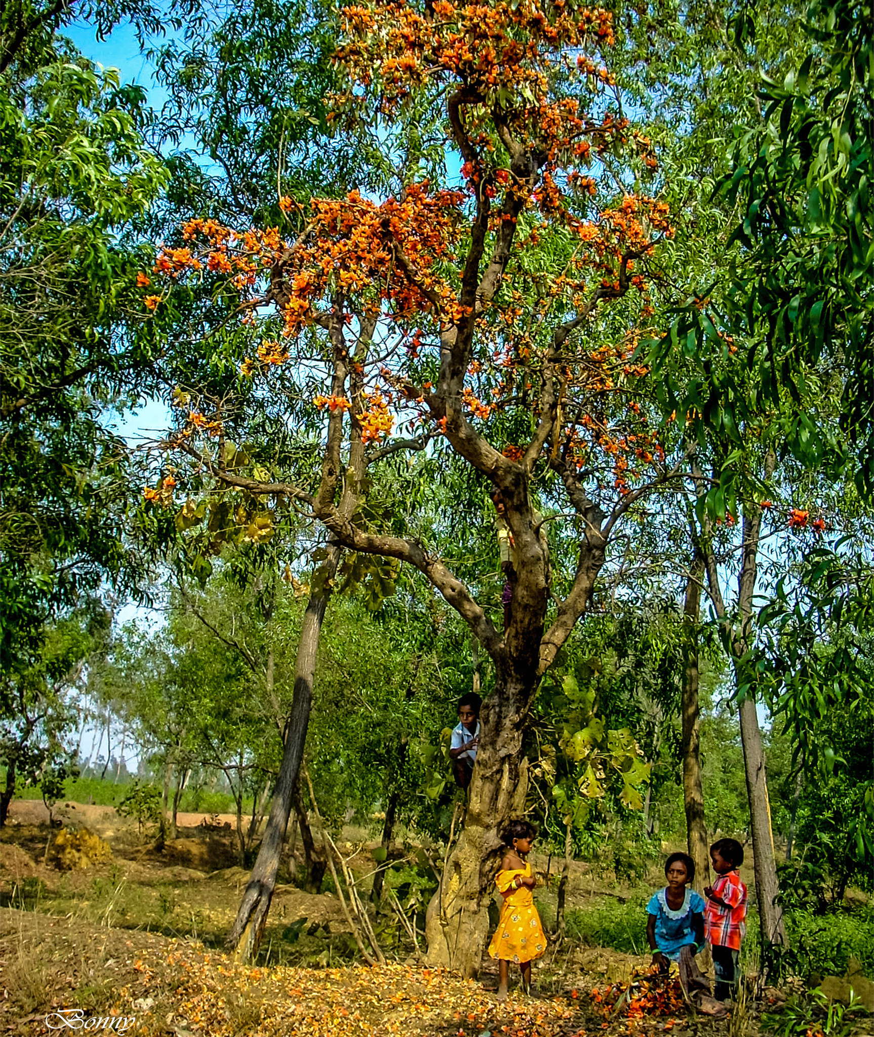 Nikon COOLPIX L10 sample photo. Playing children under flower tree photography
