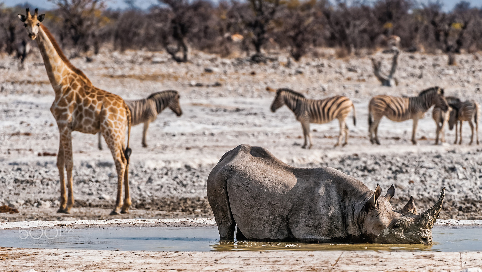 Nikon AF-S Nikkor 200-400mm F4G ED-IF VR sample photo. Rhino in the bathroom photography
