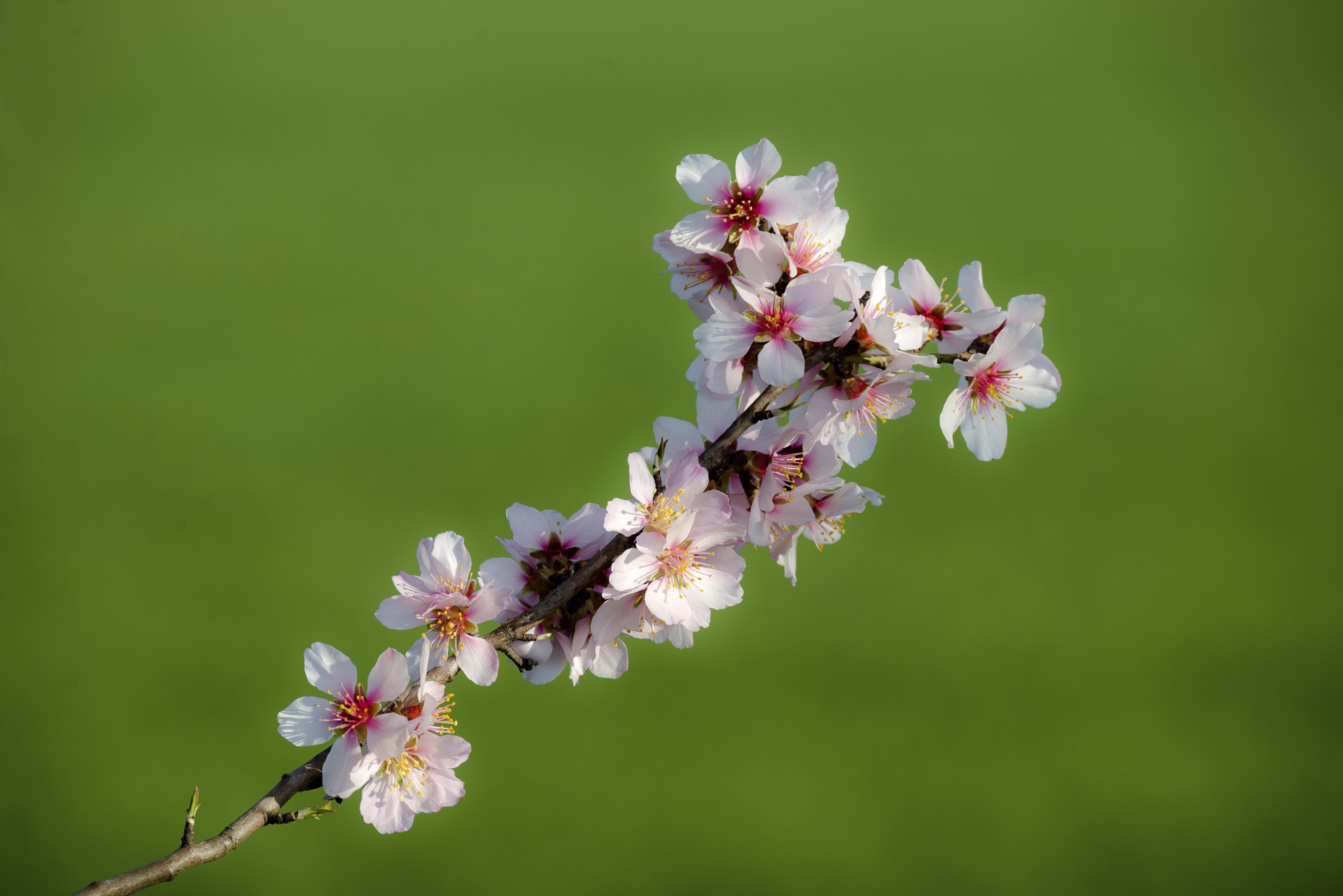 Nikon D600 sample photo. Cherry photography