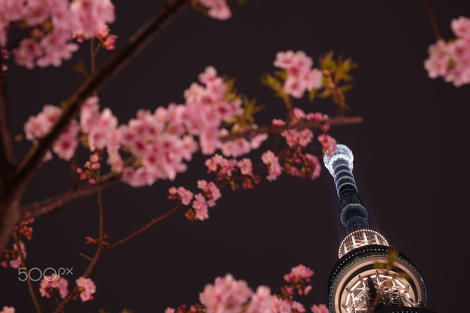 Fujifilm X-M1 + Fujifilm XF 60mm F2.4 R Macro sample photo. Tokyo skytree photography