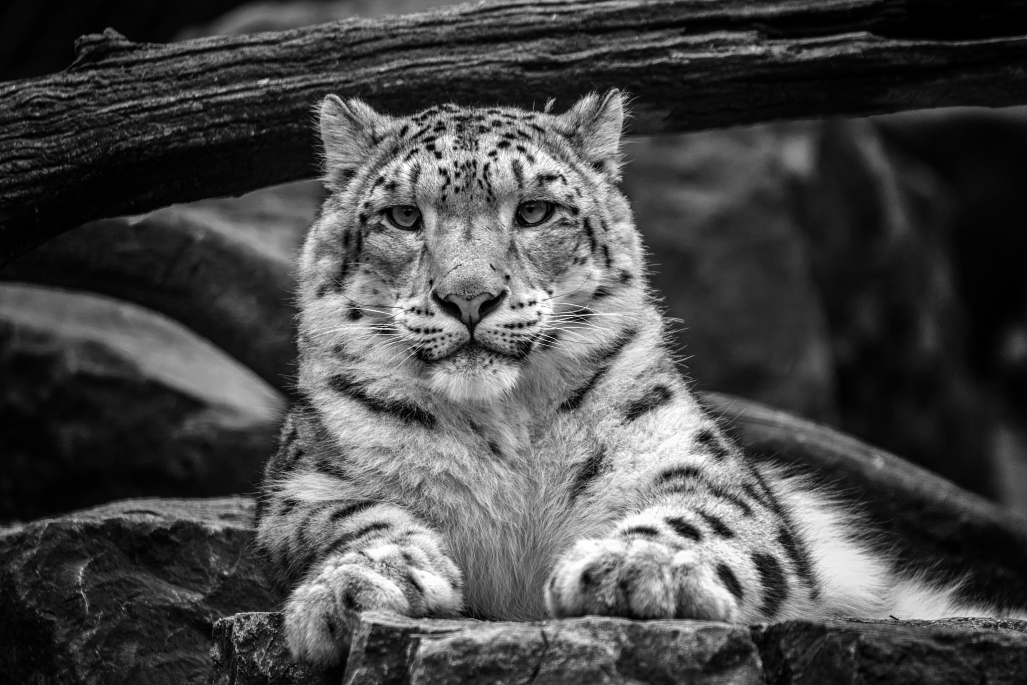 Sony a99 II + Sony 70-400mm F4-5.6 G SSM sample photo. Snow leopard bw photography