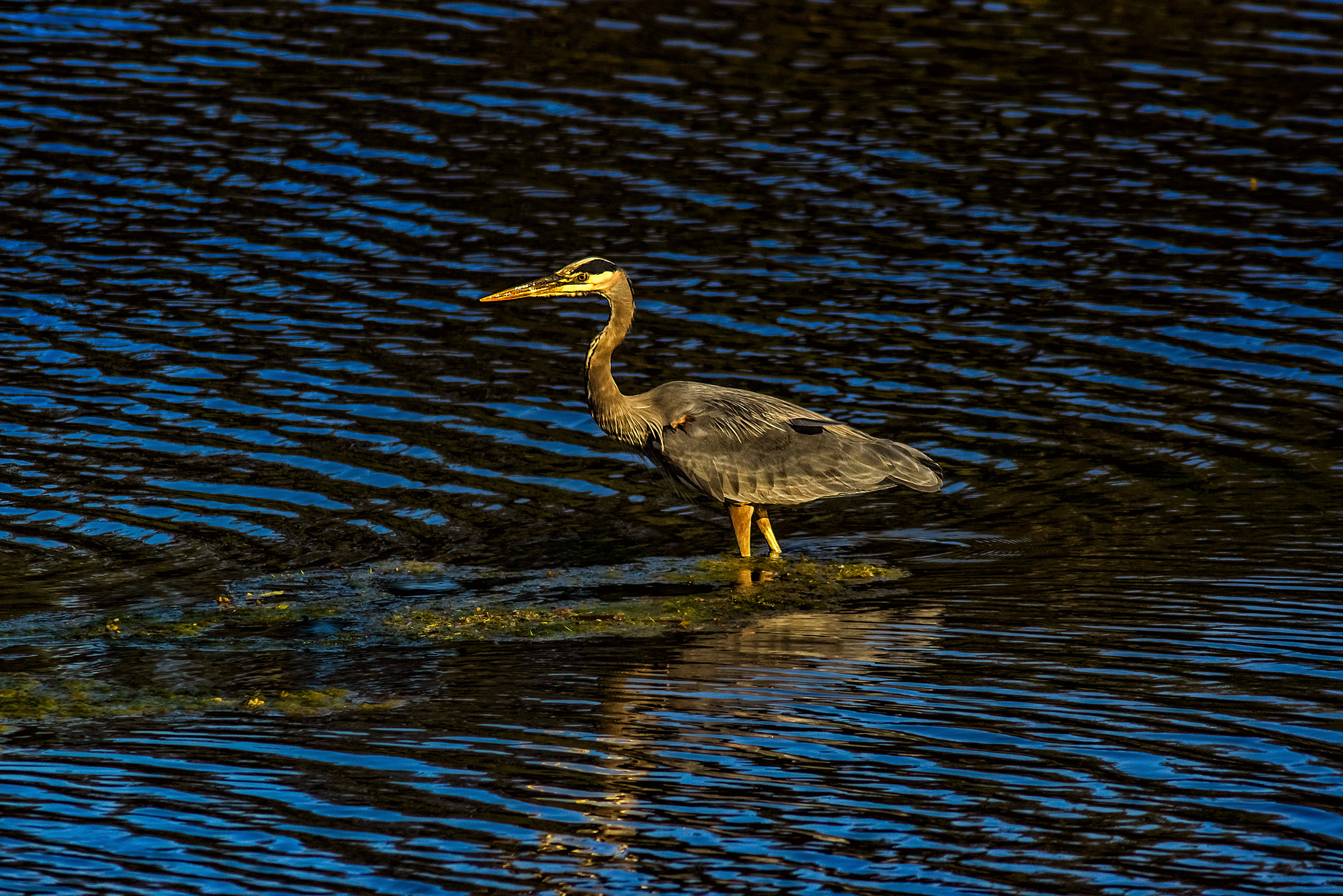 Sony SLT-A65 (SLT-A65V) + Tamron SP 24-70mm F2.8 Di VC USD sample photo. Fishing heron at the end of the day photography