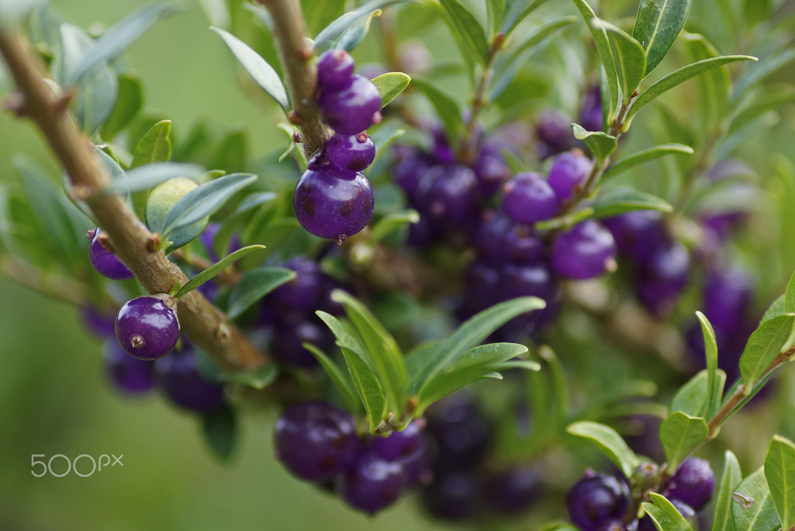 Sony DT 55-200mm F4-5.6 SAM sample photo. Violet photography