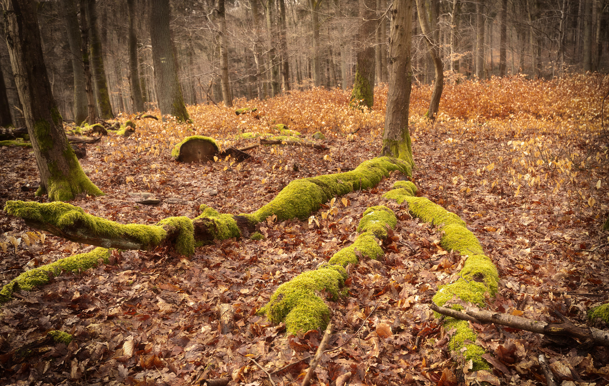 Nikon AF-S Nikkor 18-35mm F3.5-4.5G ED sample photo. Enchanted place photography