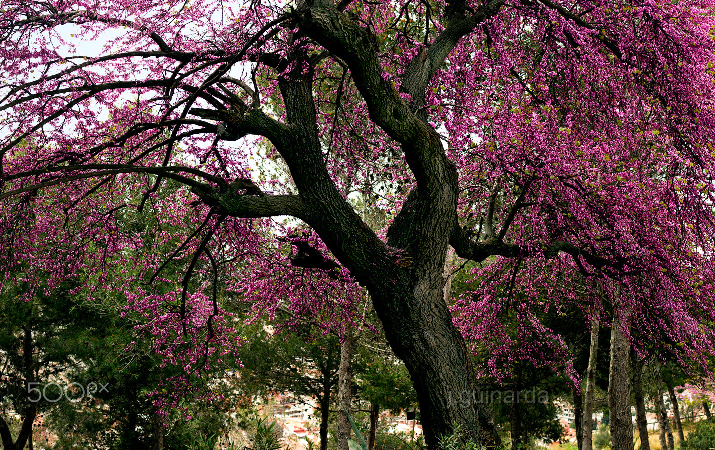 Pentax K-3 + Pentax smc D-FA 50mm F2.8 Macro sample photo. Cercis, l'arbre de l'amor photography