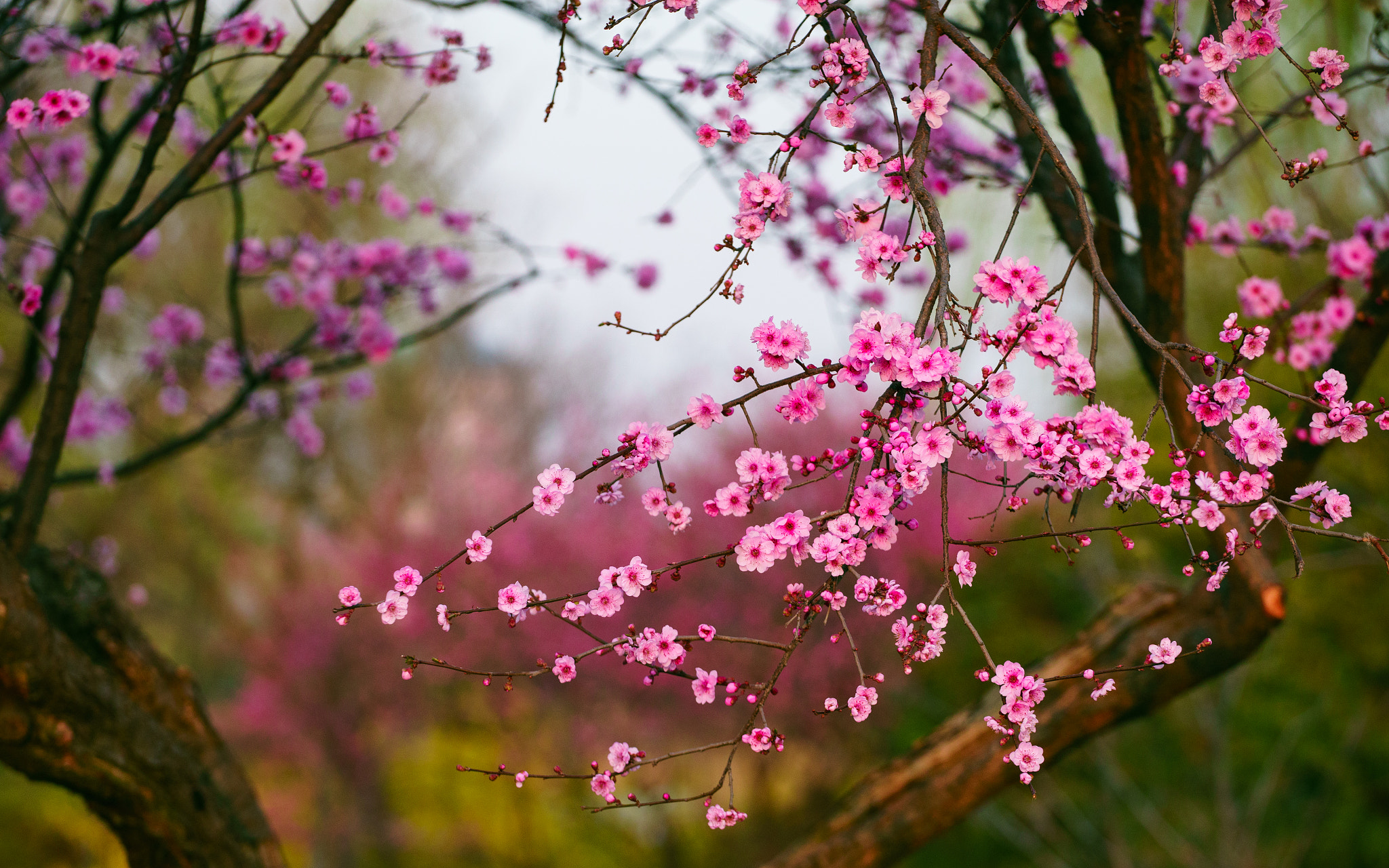 Sony a7 + Canon EF 70-200mm F4L USM sample photo. Blooming plums photography