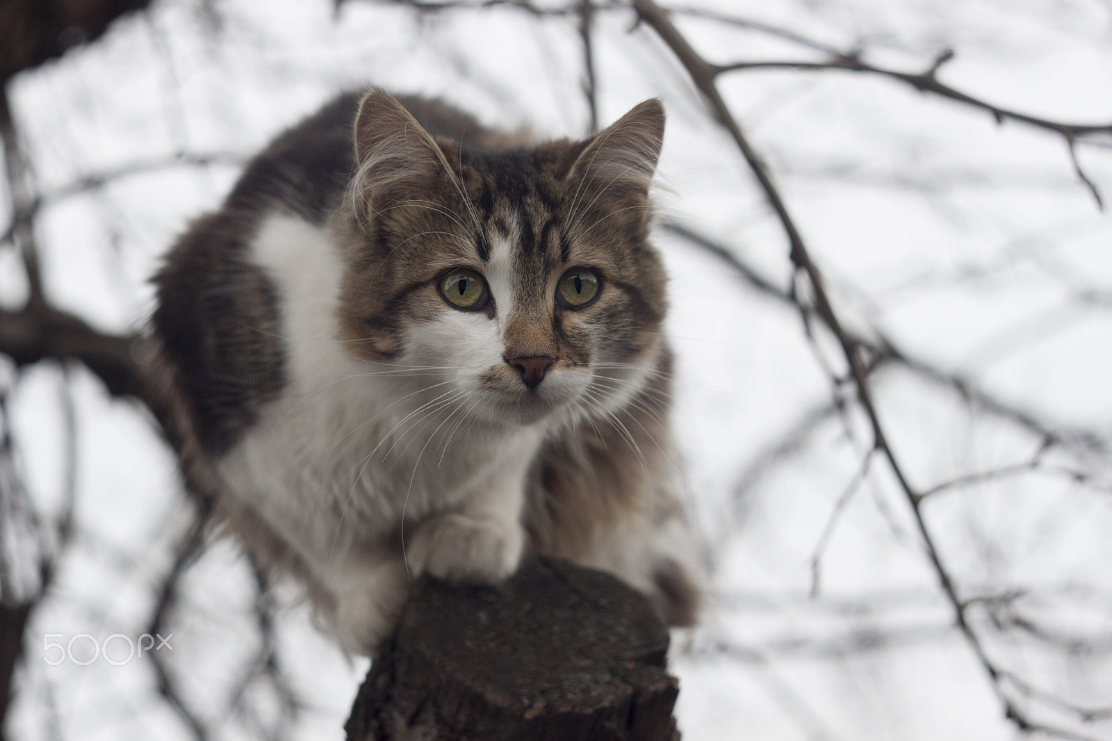 Canon EF 35-80mm f/4-5.6 sample photo. Ricky fowler photography