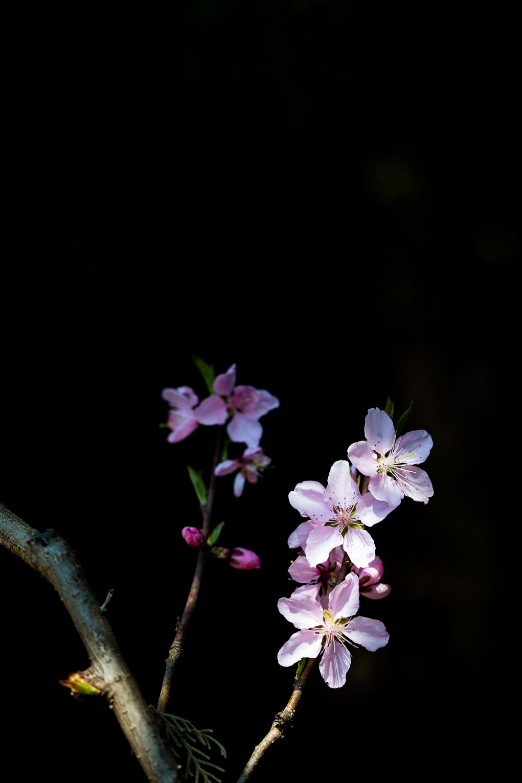 Canon EOS 5DS + Canon EF 100mm F2.8 Macro USM sample photo. Peach blossoms photography