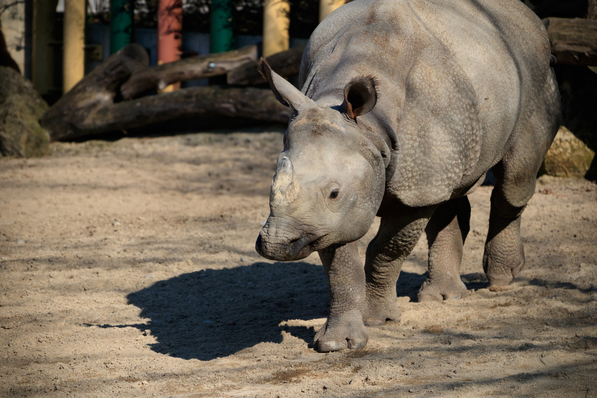 Canon EOS 750D (EOS Rebel T6i / EOS Kiss X8i) sample photo. Rhino photography