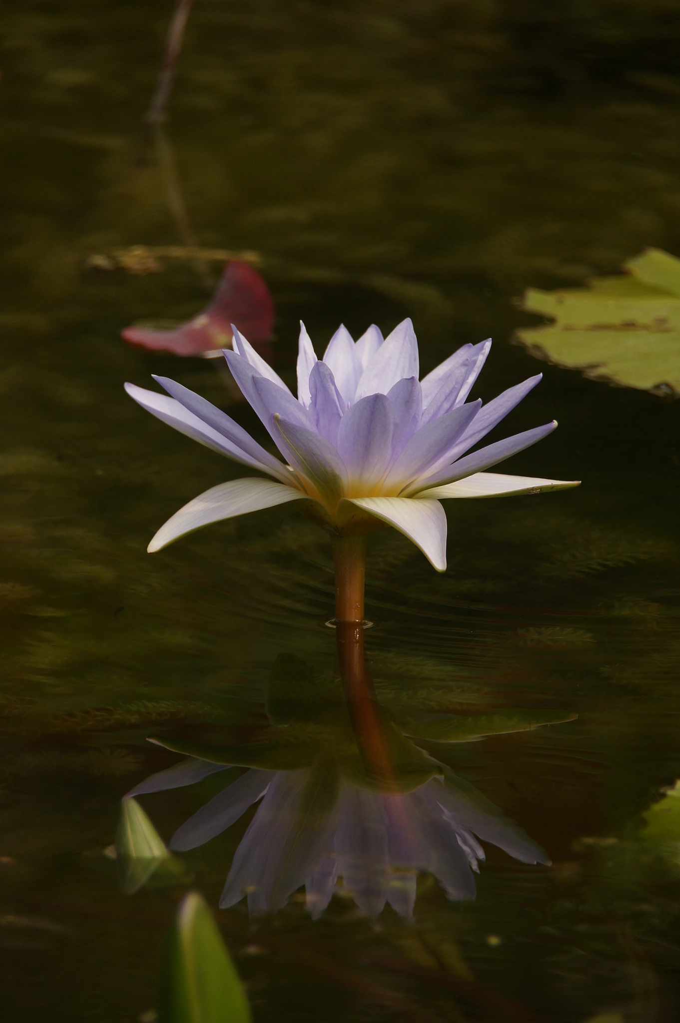 Sony E 55-210mm F4.5-6.3 OSS sample photo. Waterlily photography