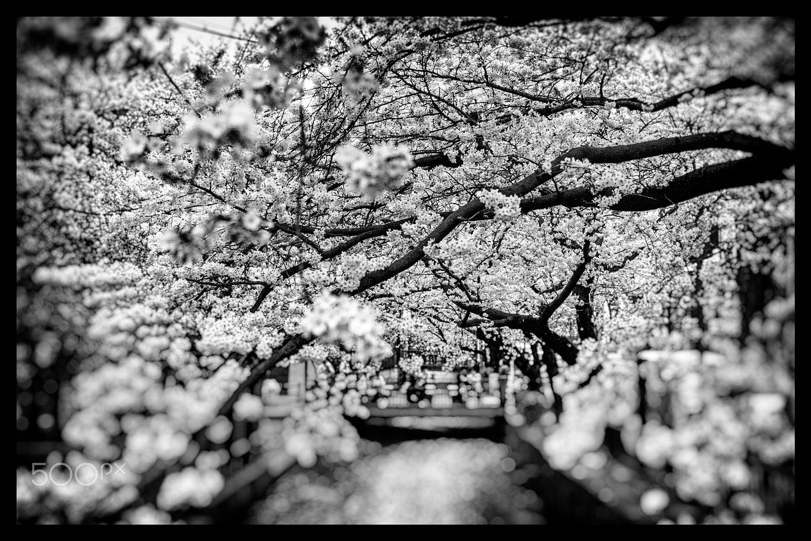 Canon EOS 400D (EOS Digital Rebel XTi / EOS Kiss Digital X) + Sigma 18-50mm f/2.8 Macro sample photo. Sakura's secret photography
